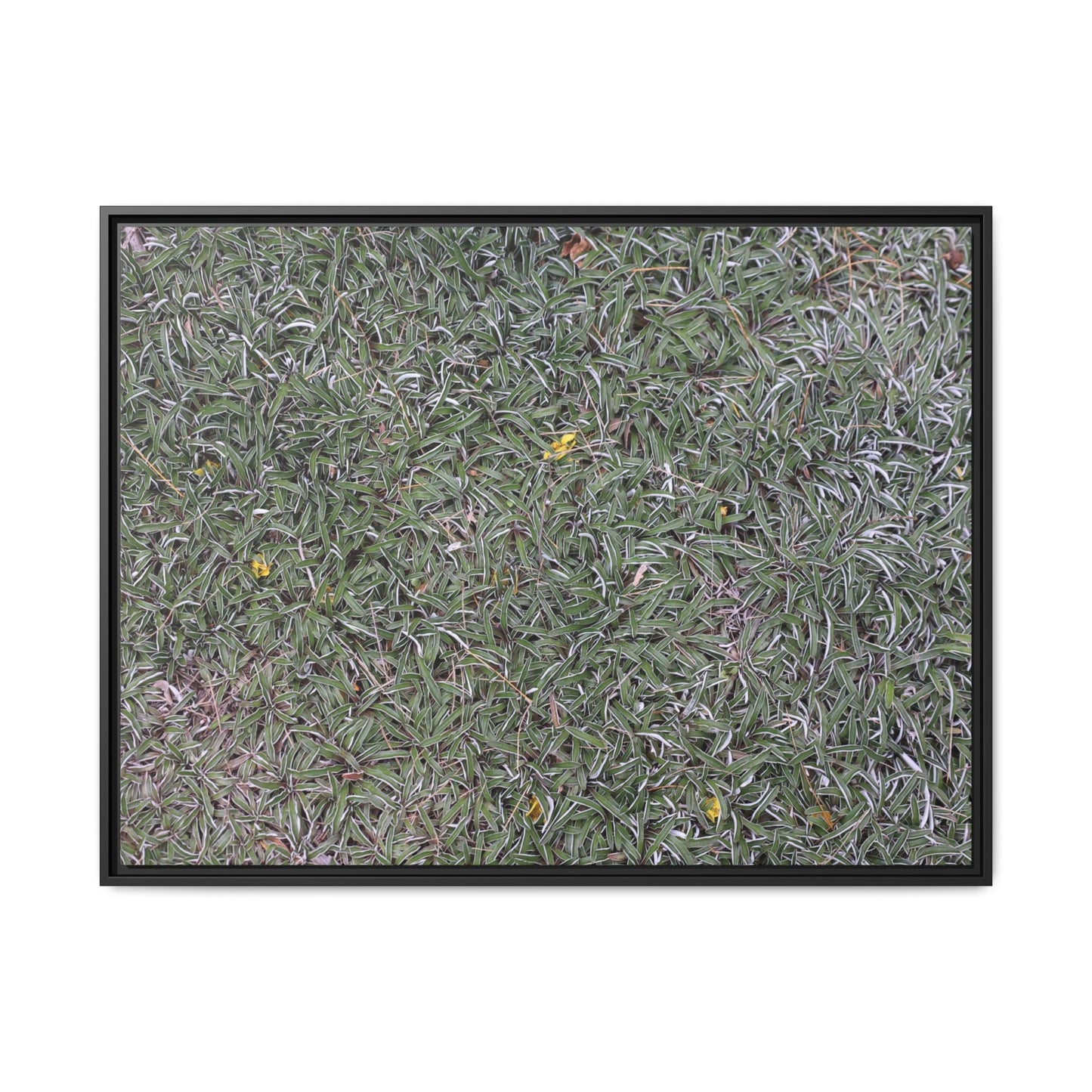 Grassy Texture - Unique Stretched Canvas Wall Art