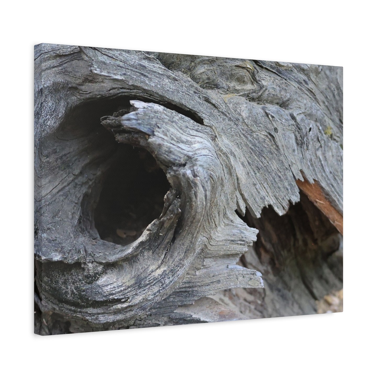 Twisted Whispers of the Forest Floor - Unique Frameless Canvas Wall Art