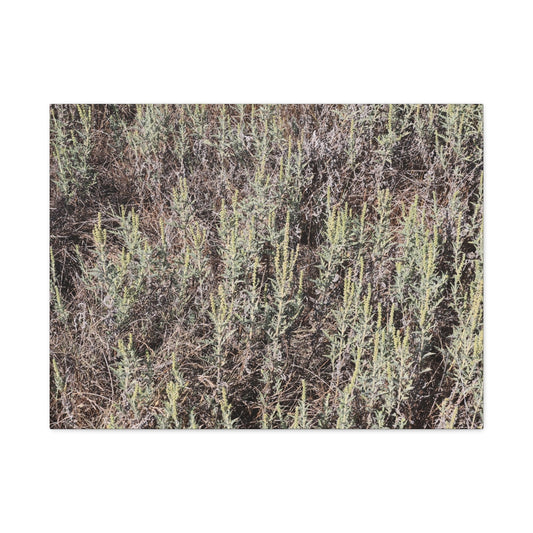 Whispers in the Sage - Unique Stretched Canvas Wall Art - Art By Earth