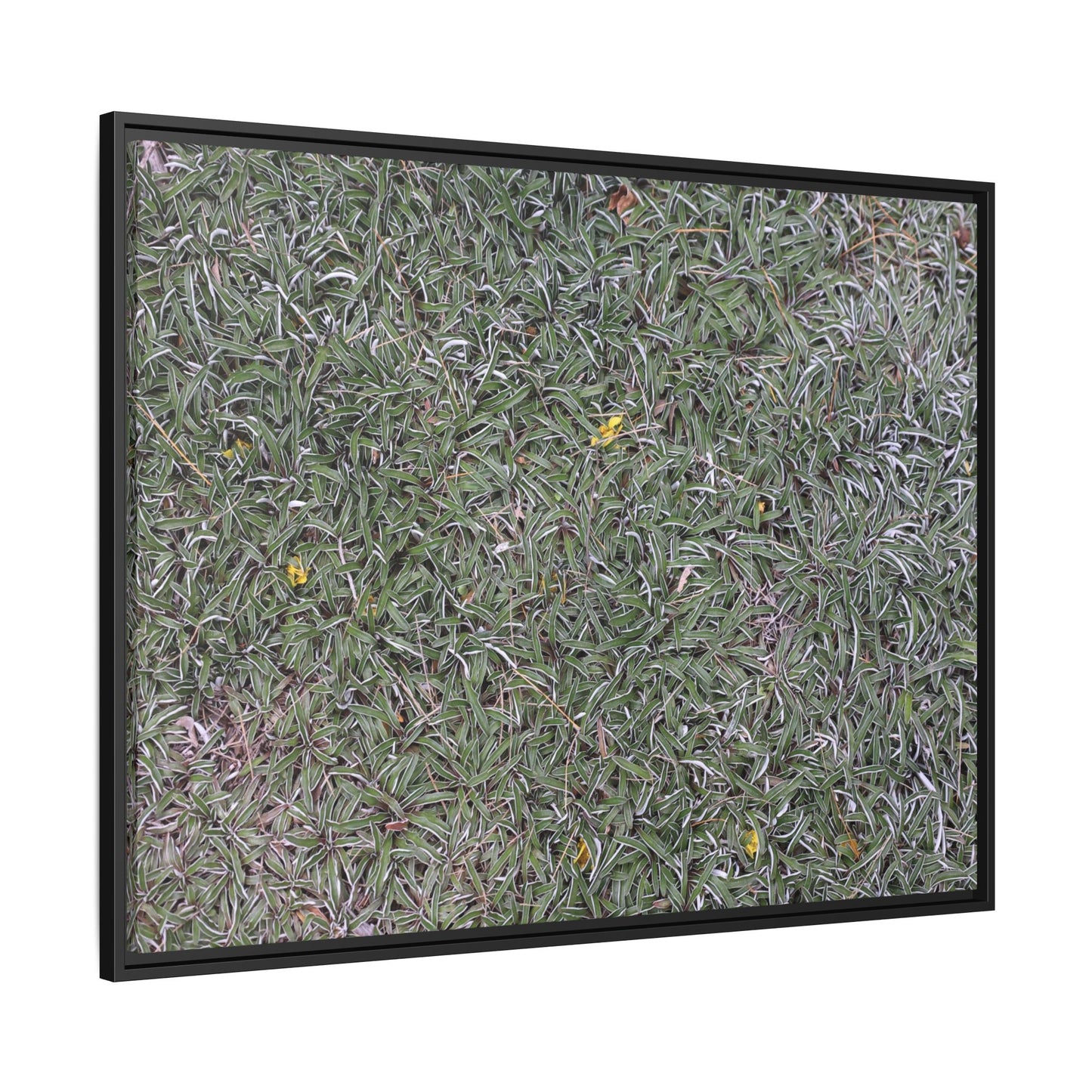 Grassy Texture - Unique Stretched Canvas Wall Art