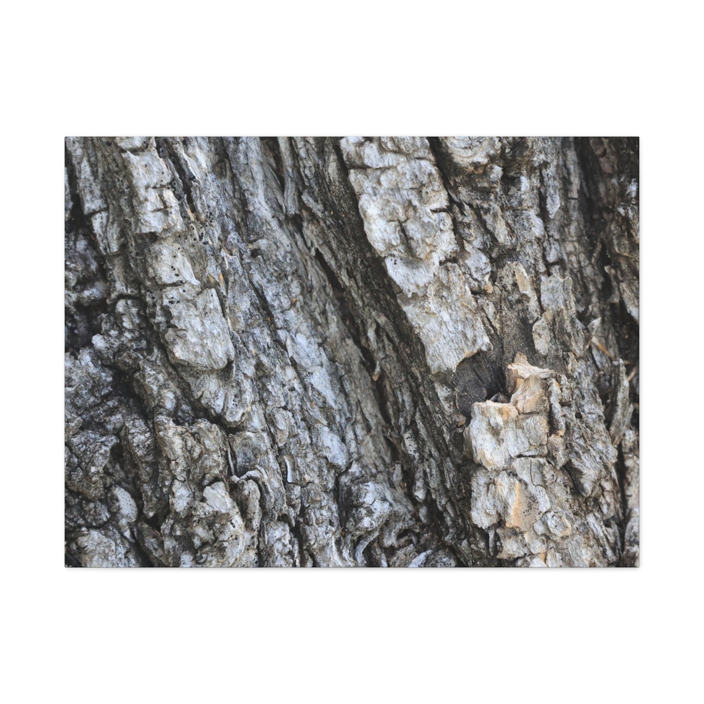 Nature's Rough Embrace - Unique Frameless Canvas Wall Art