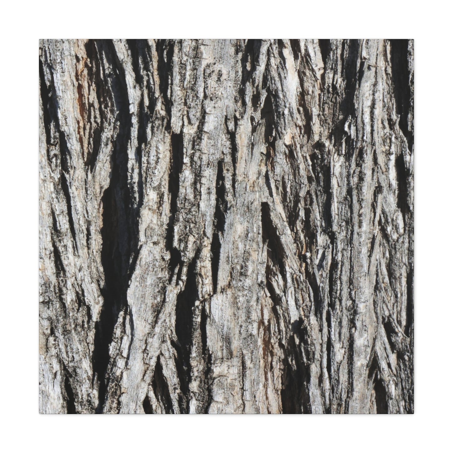 Bark Layers in Monochrome - Unique Frameless Canvas Wall Art