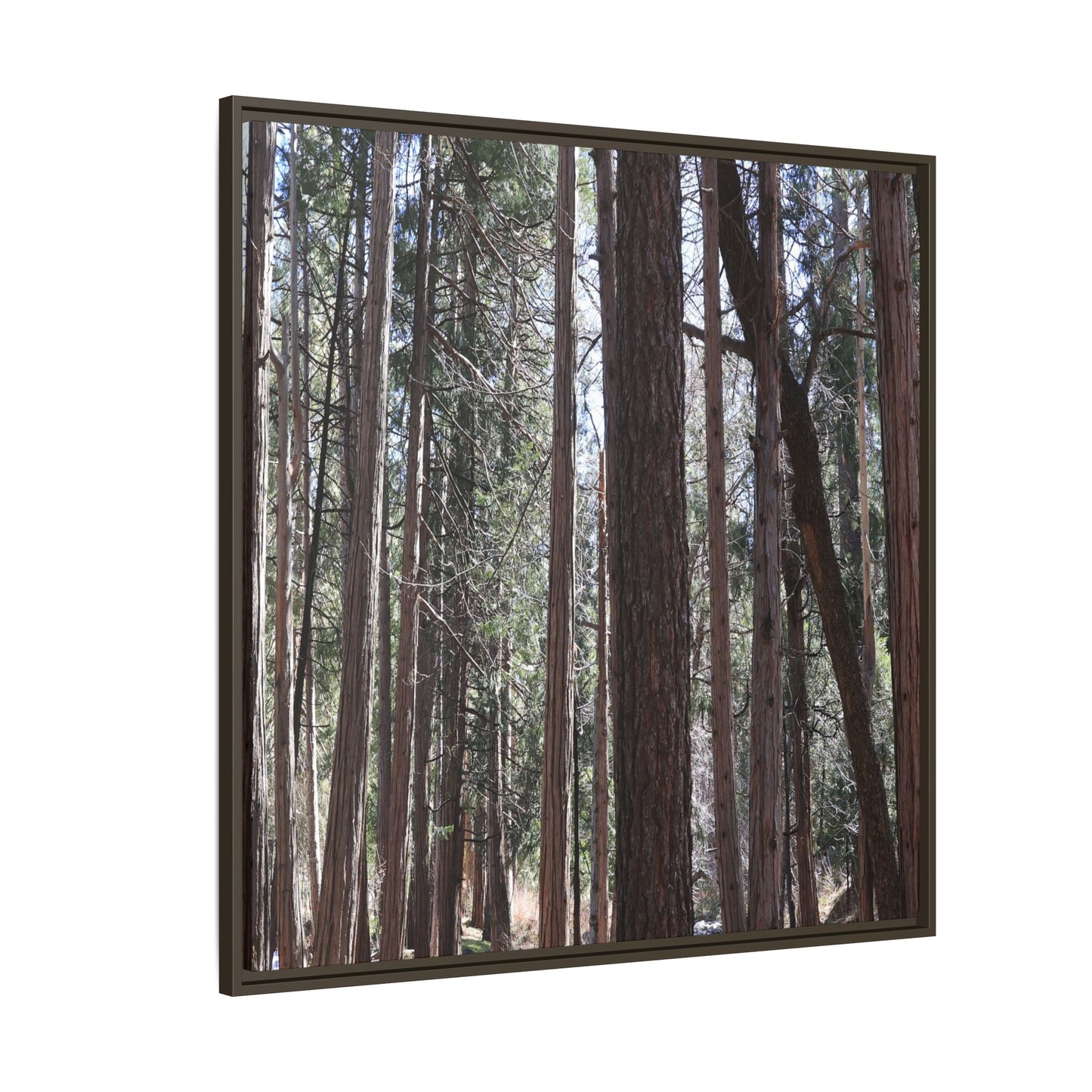 Forest Cathedral - Unique Stretched Canvas Wall Art
