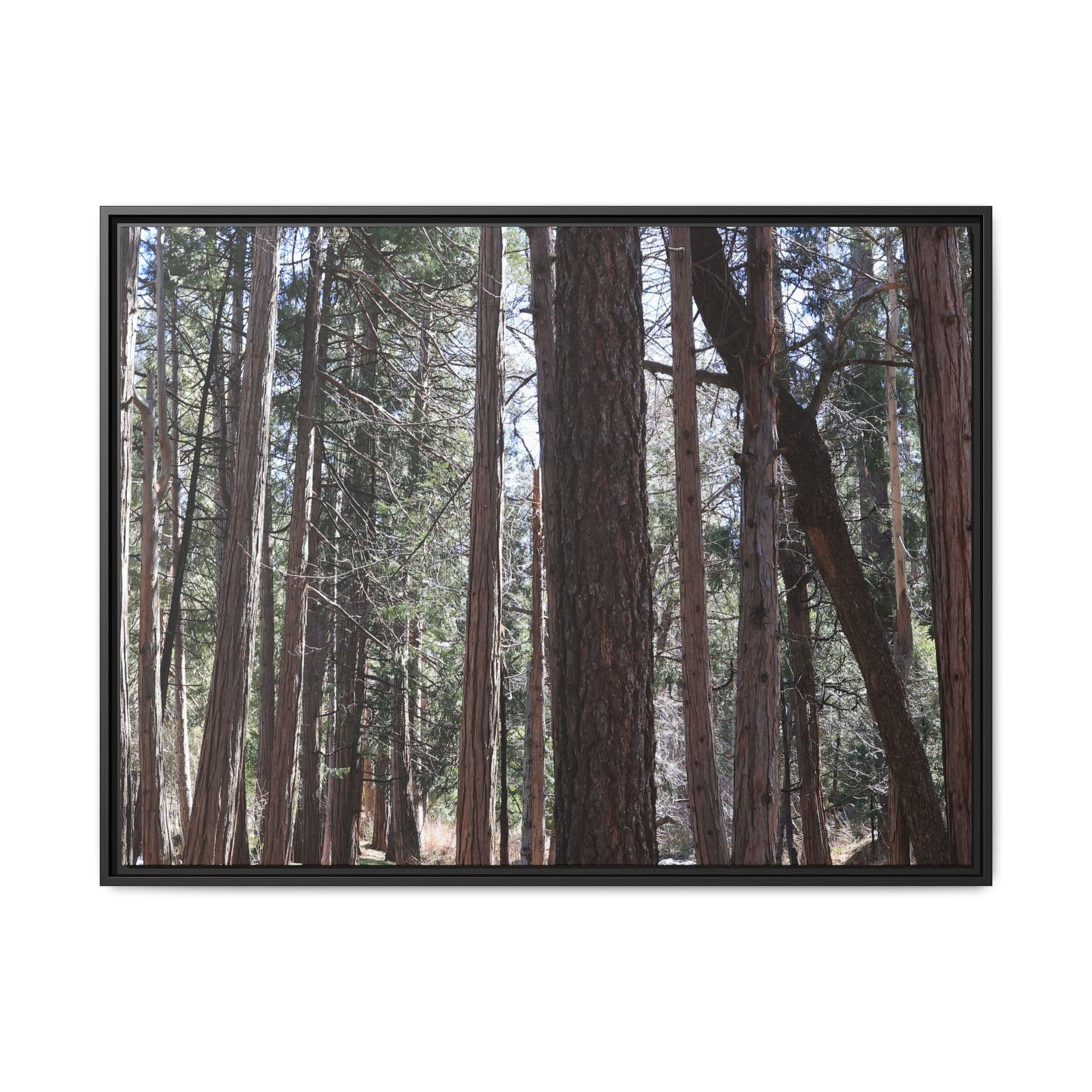 Forest Cathedral - Unique Stretched Canvas Wall Art