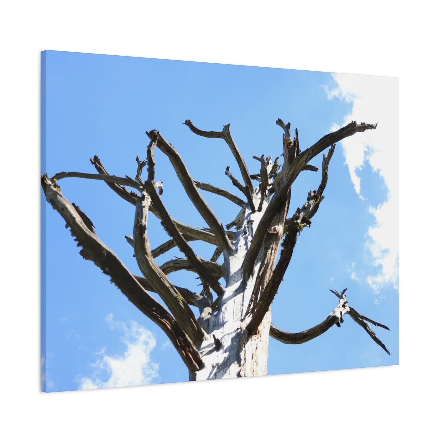 Skeletal Branches Reaching - Unique Frameless Canvas Wall Art