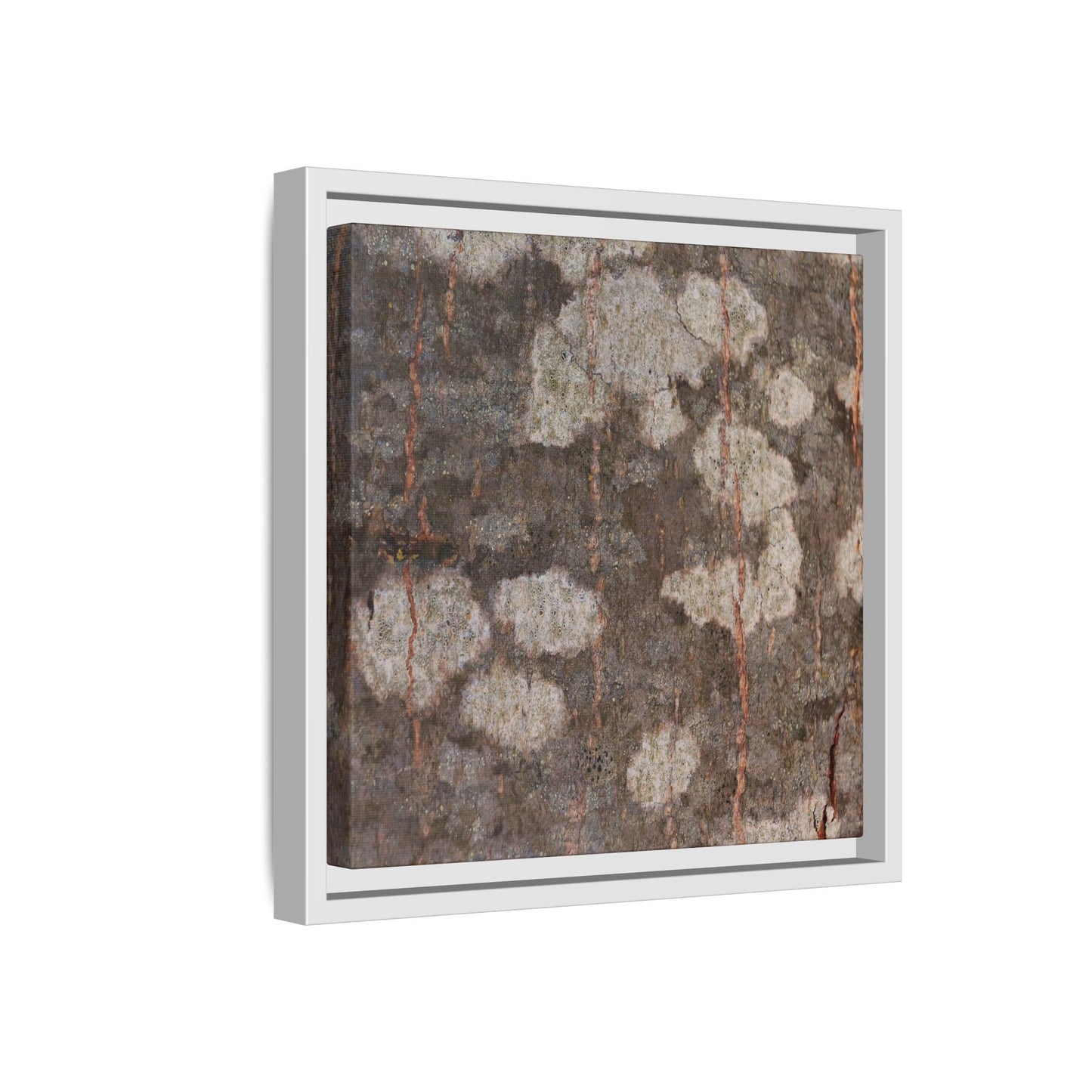 Lichen's Legacy - Unique Stretched Canvas Wall Art