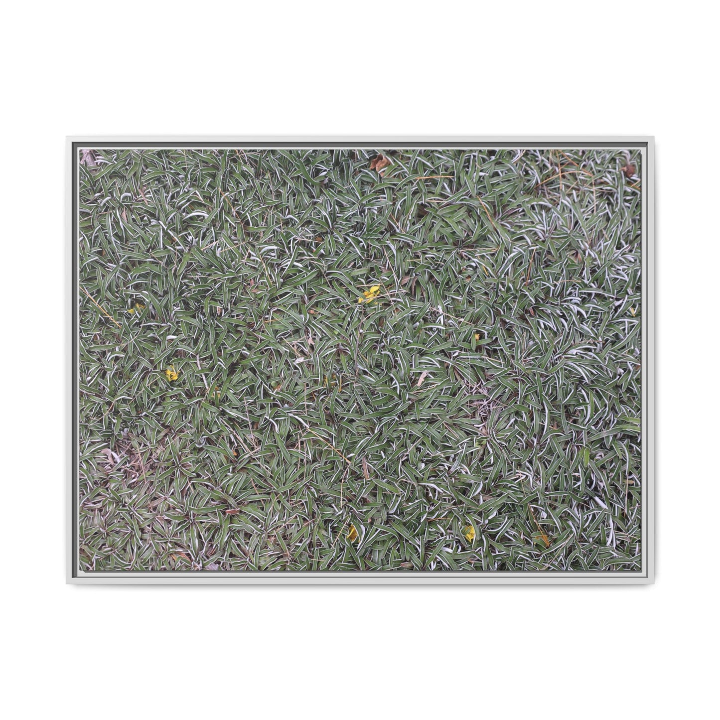 Grassy Texture - Unique Stretched Canvas Wall Art