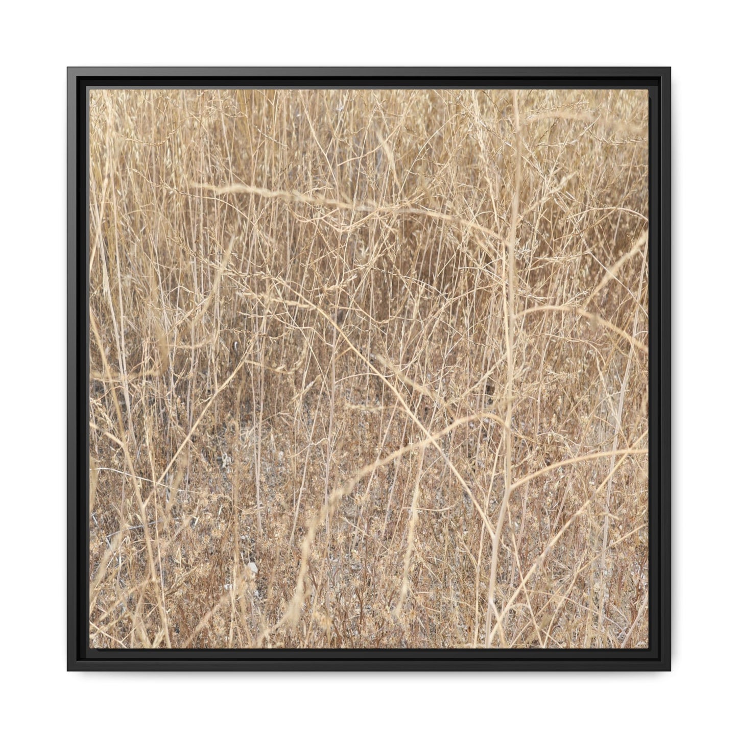 Golden Stalks - Unique Stretched Canvas Wall Art