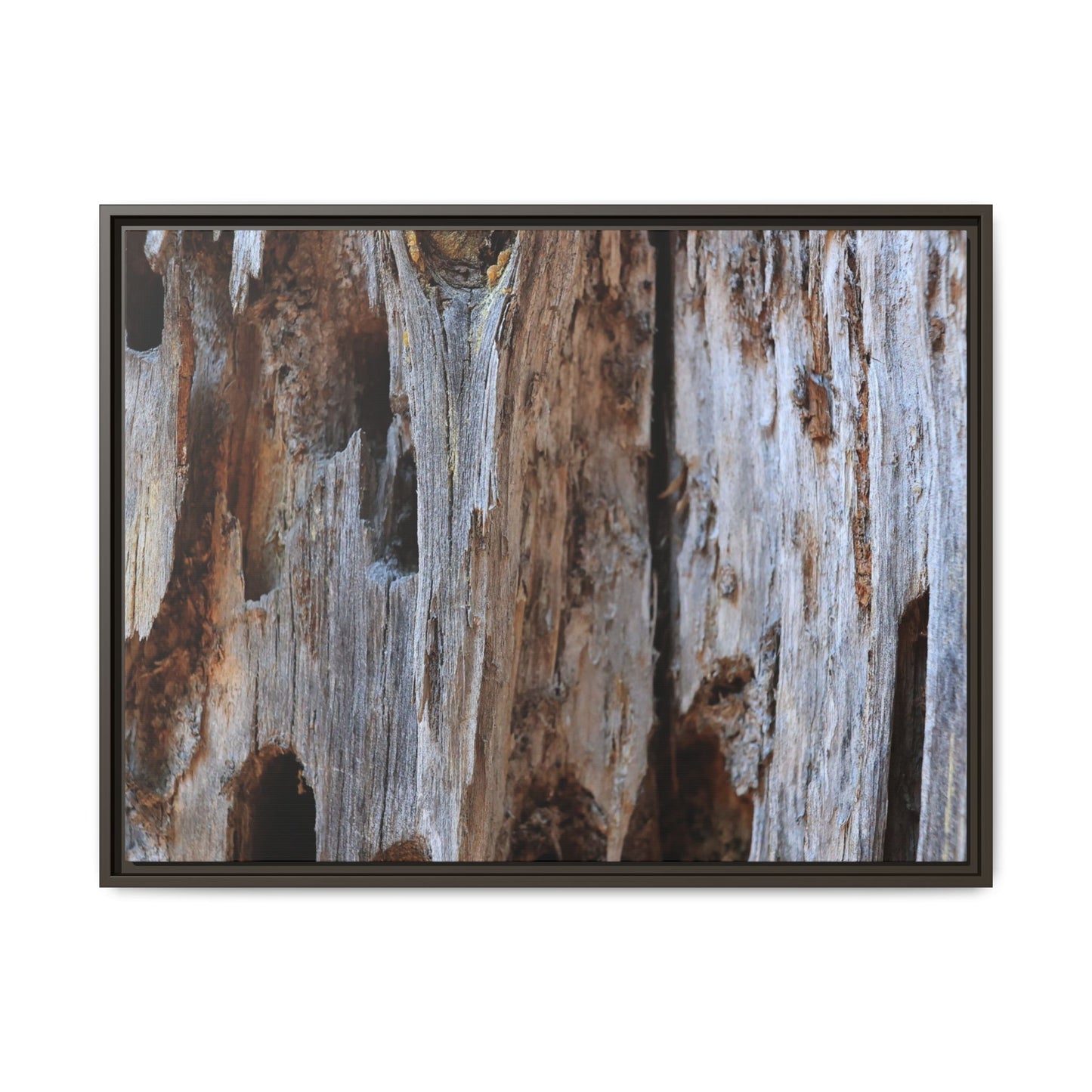 Decaying Splendor - Unique Stretched Canvas Wall Art