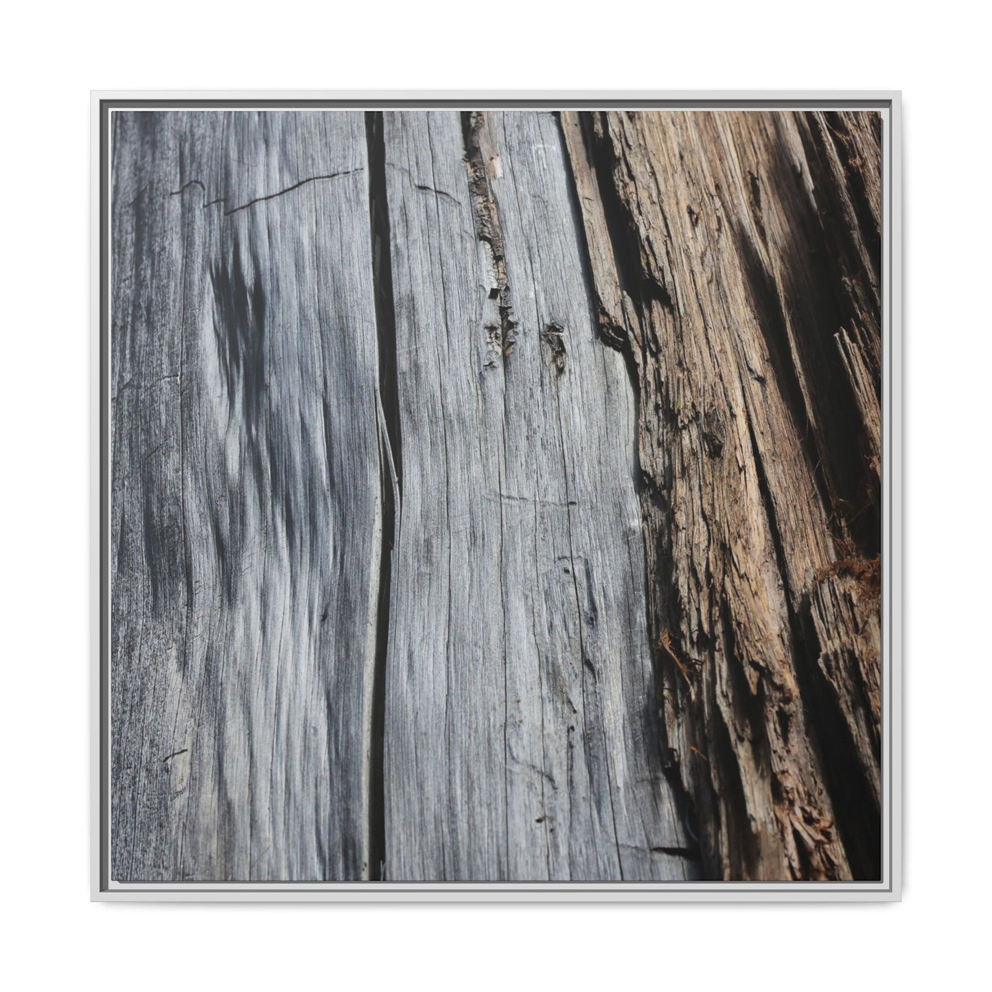 Wood's Lament - Unique Stretched Canvas Wall Art
