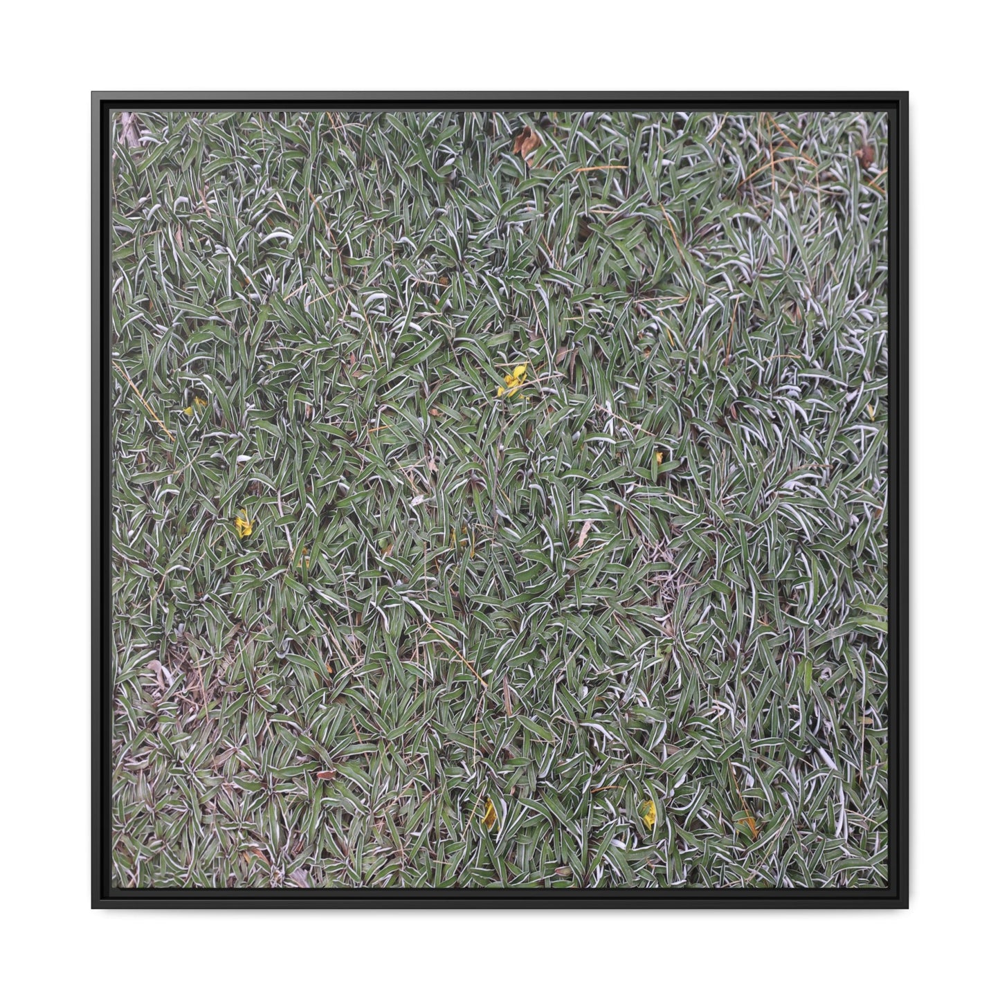 Grassy Texture - Unique Stretched Canvas Wall Art