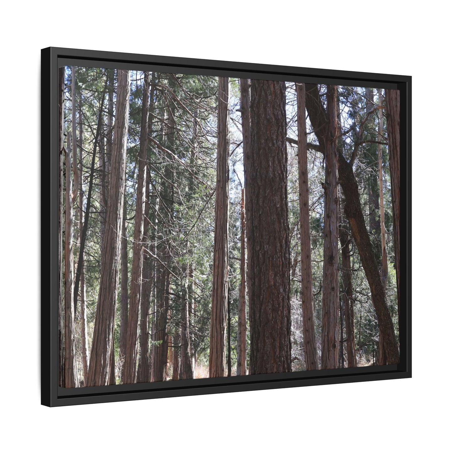Forest Cathedral - Unique Stretched Canvas Wall Art