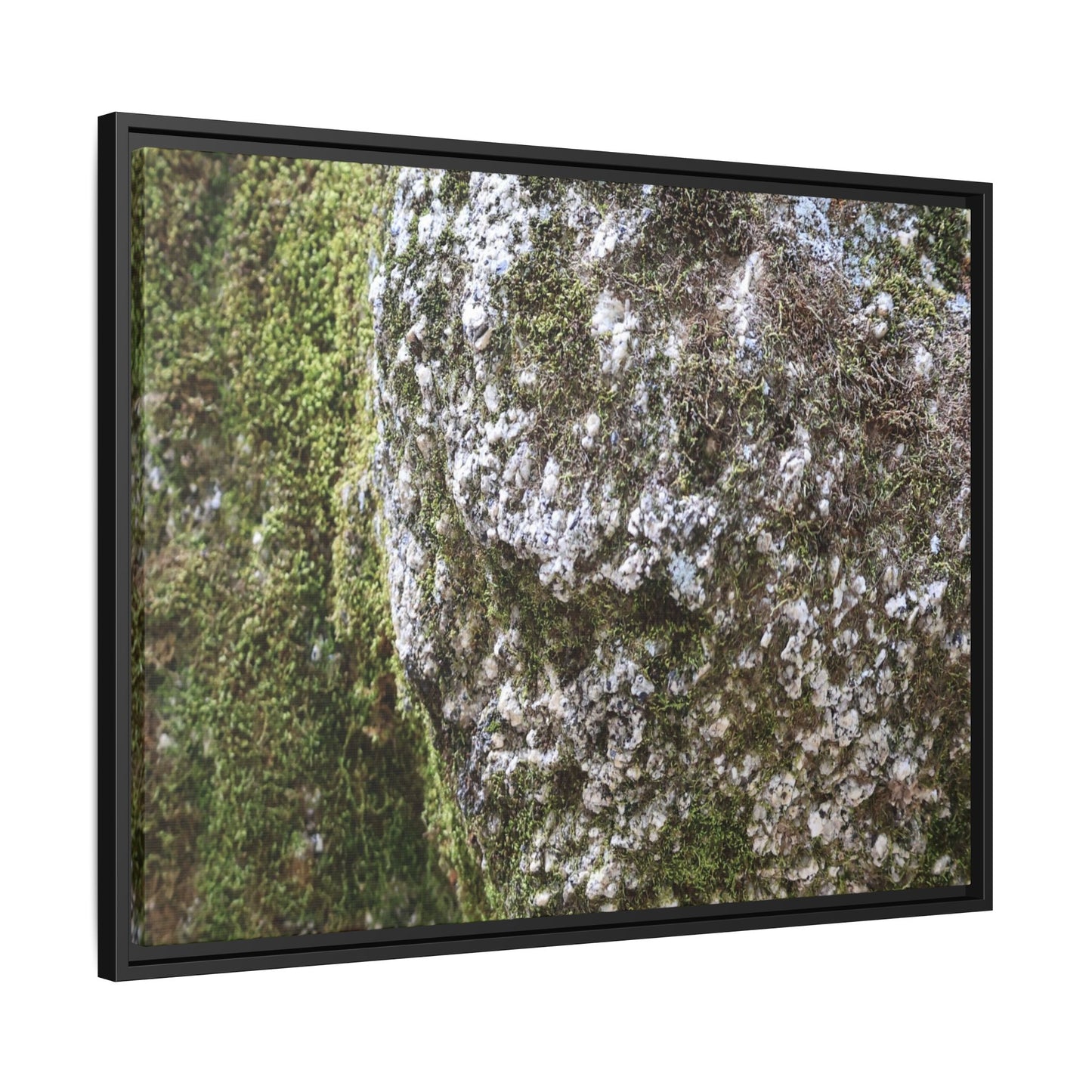 Lichen Landscape - Unique Stretched Canvas Wall Art