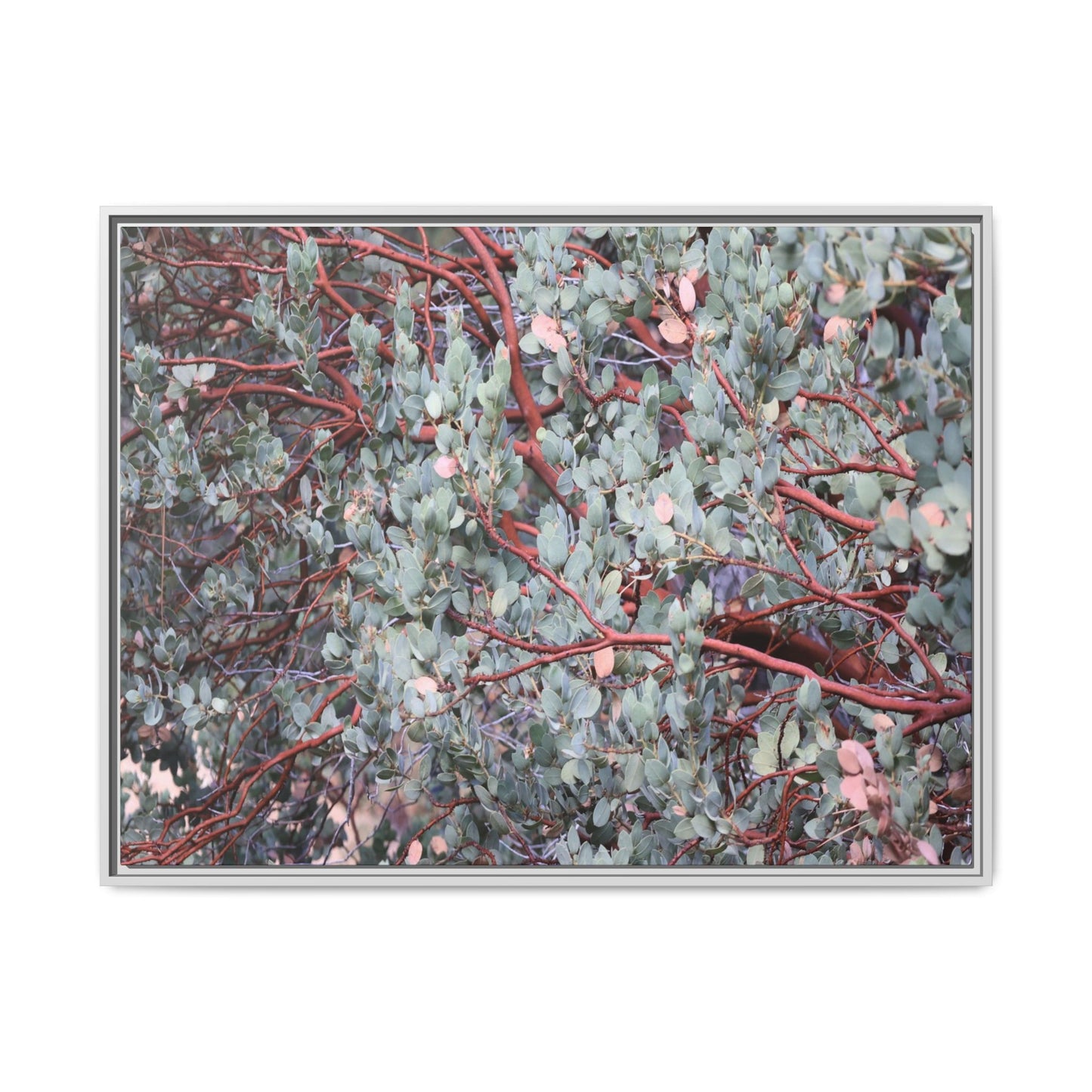 Whispers of Sage - Unique Stretched Canvas Wall Art