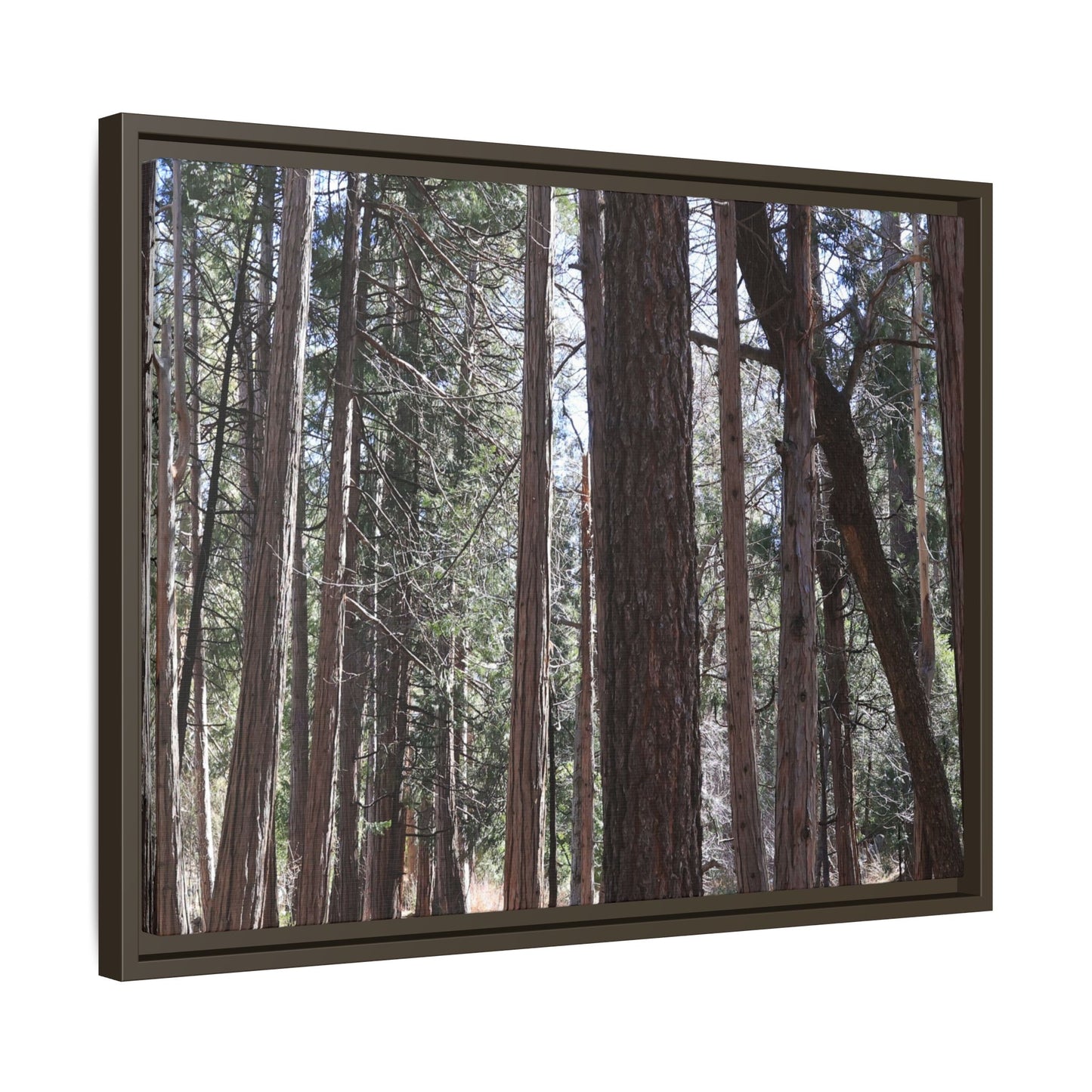Forest Cathedral - Unique Stretched Canvas Wall Art