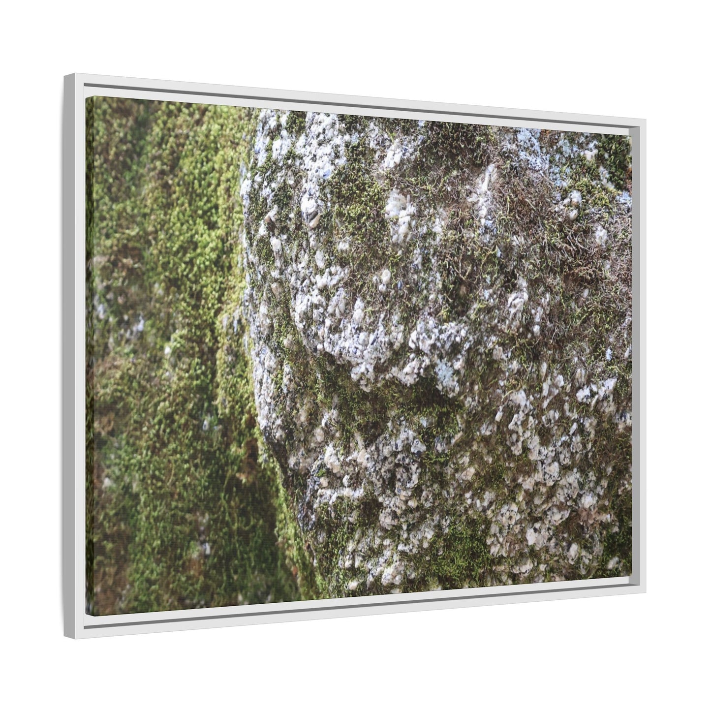 Lichen Landscape - Unique Stretched Canvas Wall Art