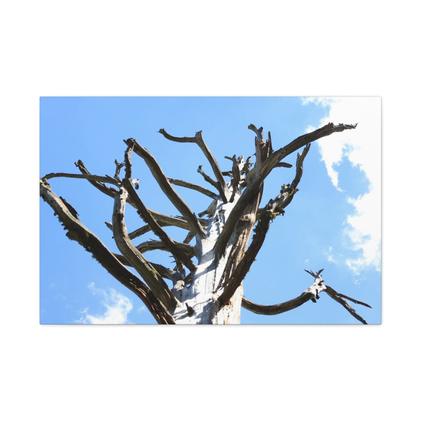 Skeletal Branches Reaching - Unique Frameless Canvas Wall Art