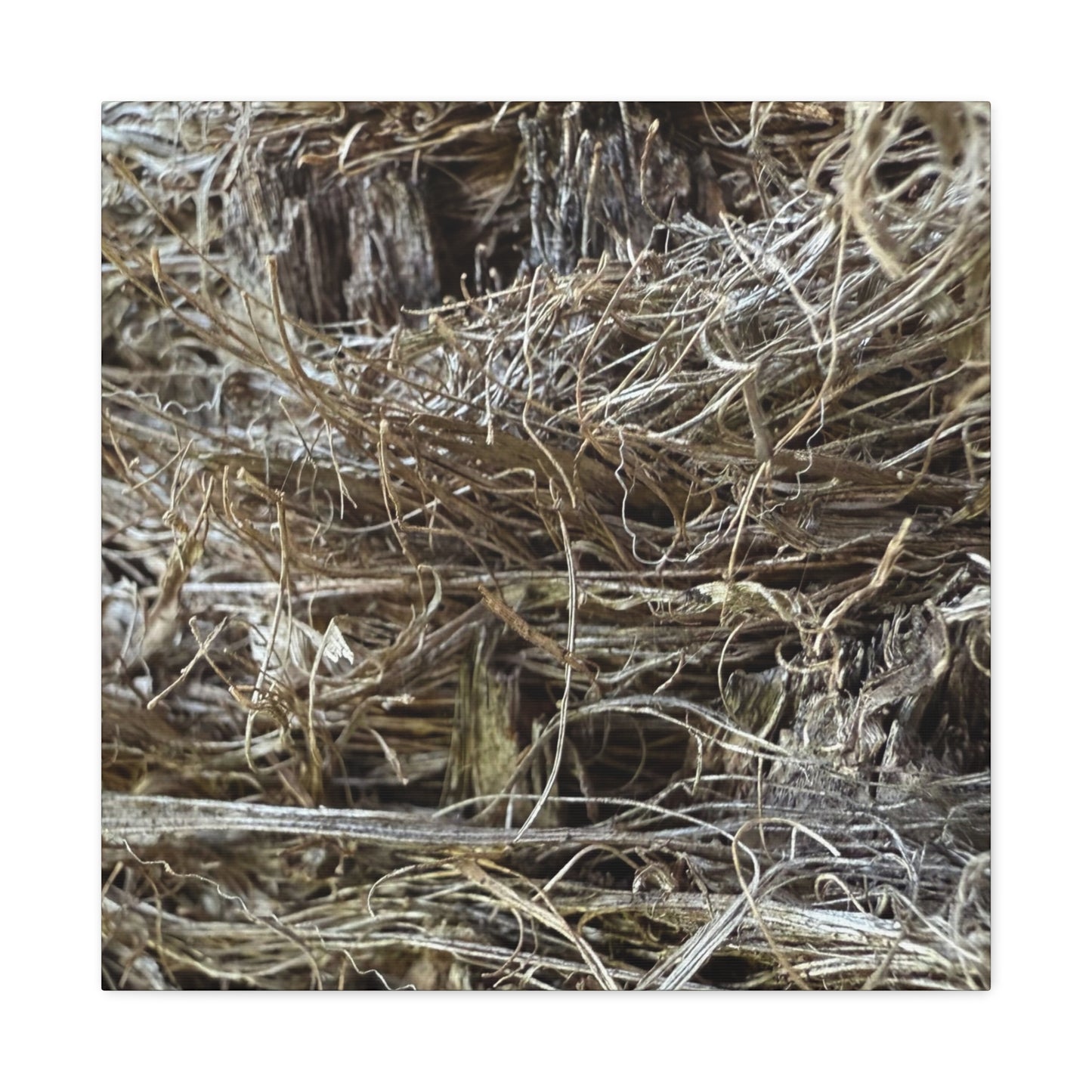 Whispers in Dry Grass - Unique Frameless Canvas Wall Art