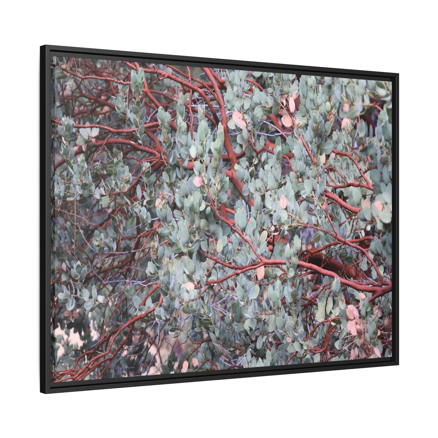 Whispers of Sage - Unique Stretched Canvas Wall Art