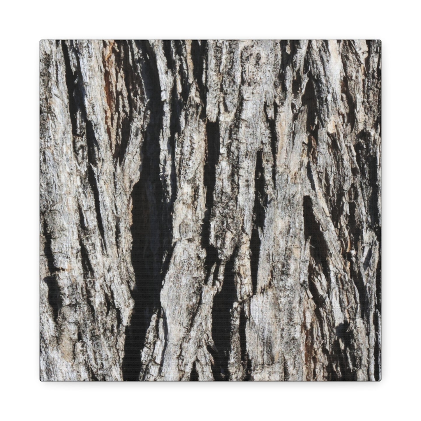 Bark Textures in Monochrome - Unique Frameless Canvas Wall Art