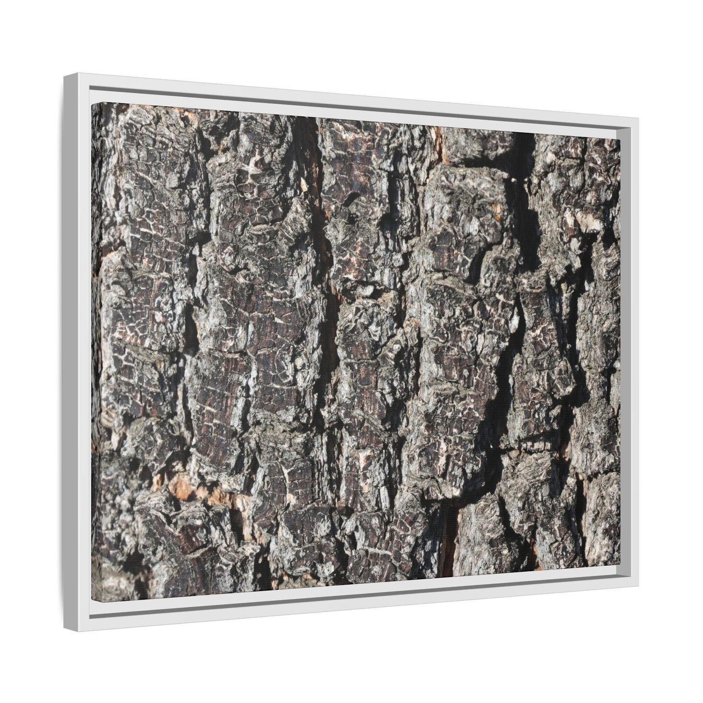 Bark Study in Gray - Unique Stretched Canvas Wall Art
