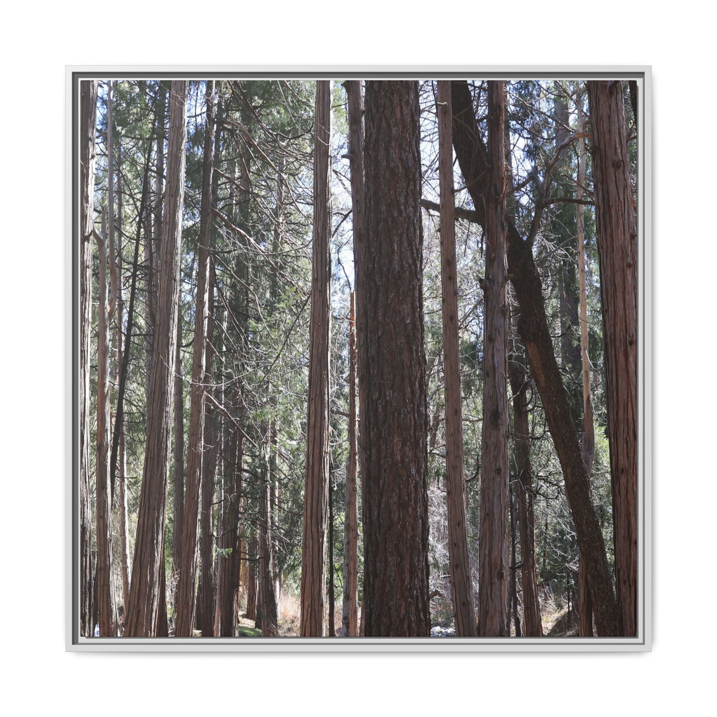 Forest Cathedral - Unique Stretched Canvas Wall Art