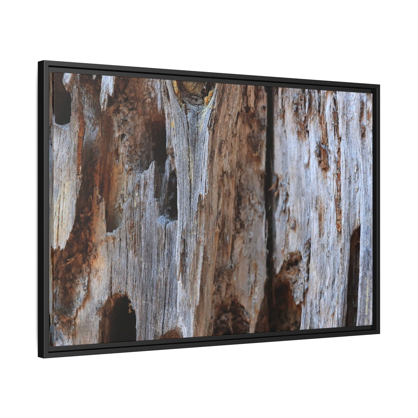 Decaying Splendor - Unique Stretched Canvas Wall Art