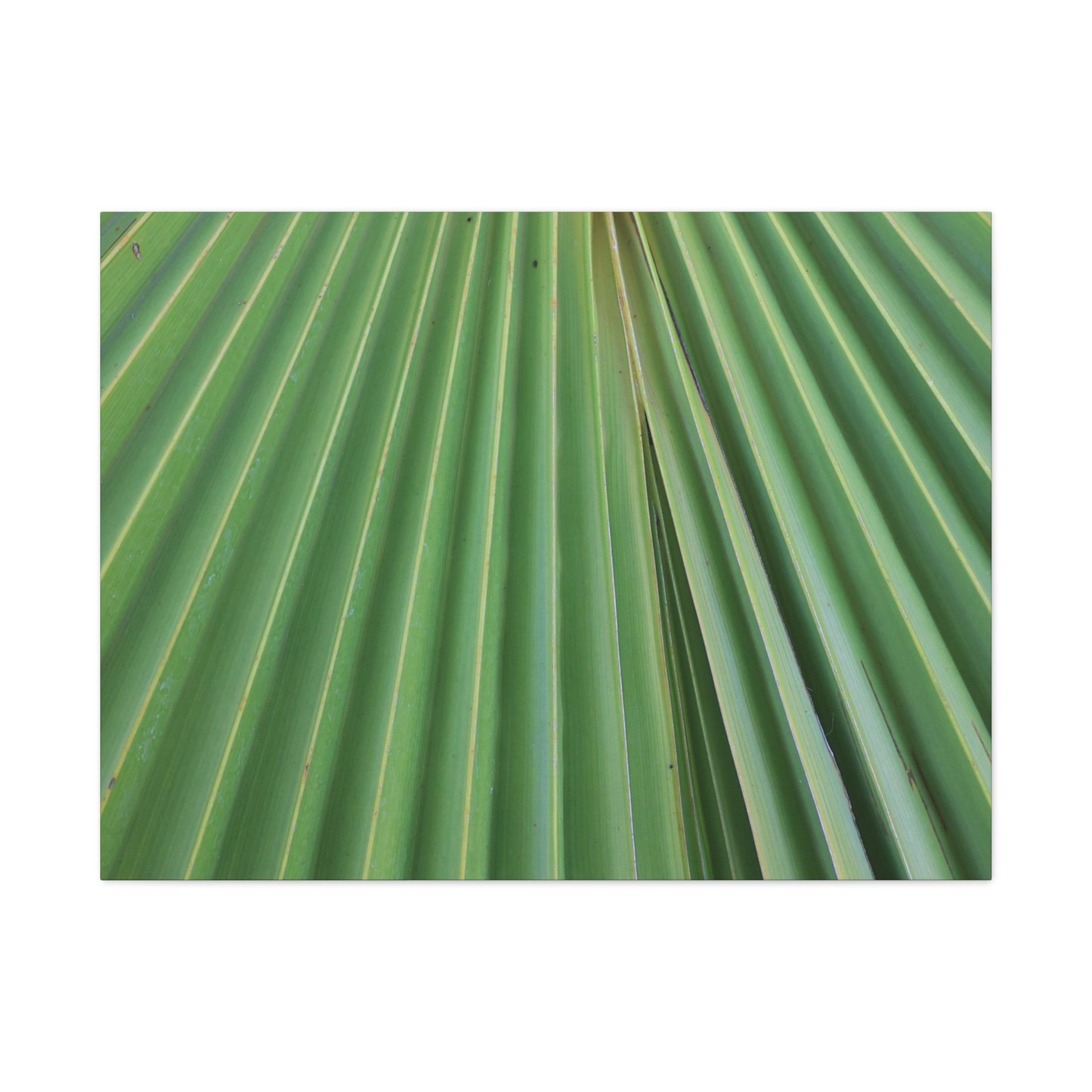 Fan of Green - Unique Frameless Canvas Wall Art