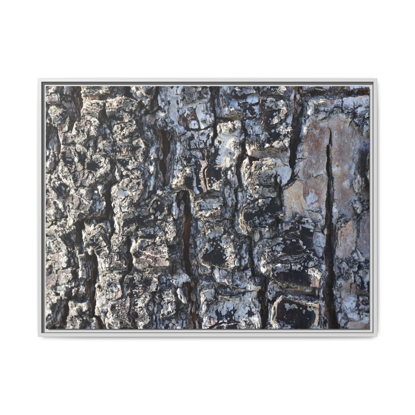 The Bark Chronicles - Unique Stretched Canvas Wall Art