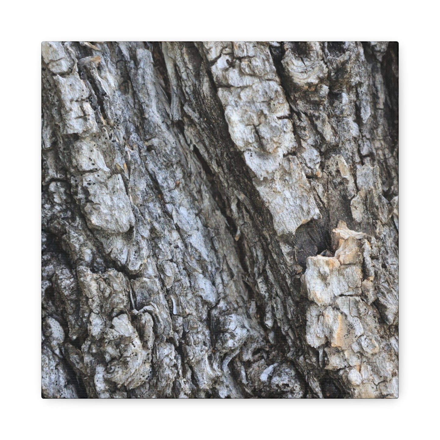 Nature's Rough Embrace - Unique Frameless Canvas Wall Art