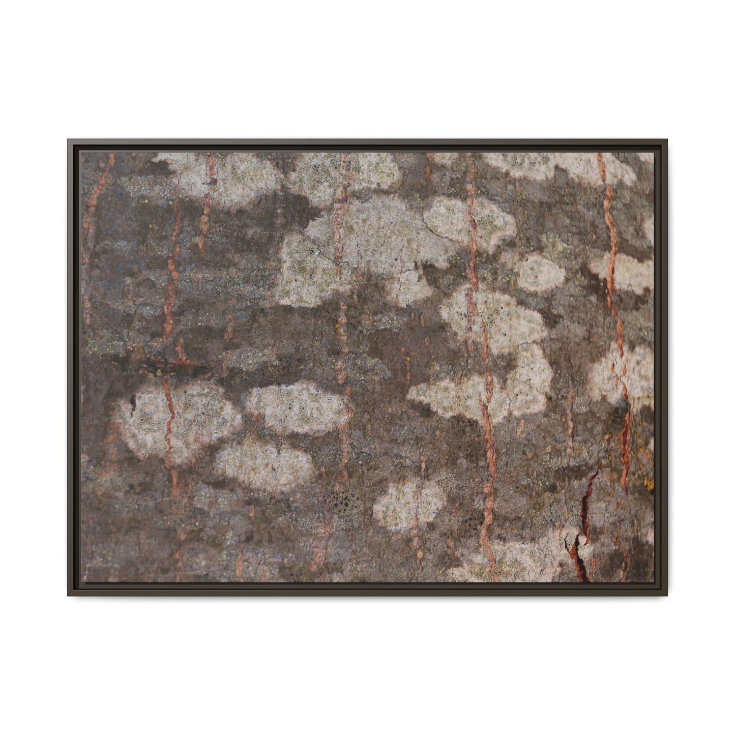 Lichen's Legacy - Unique Stretched Canvas Wall Art
