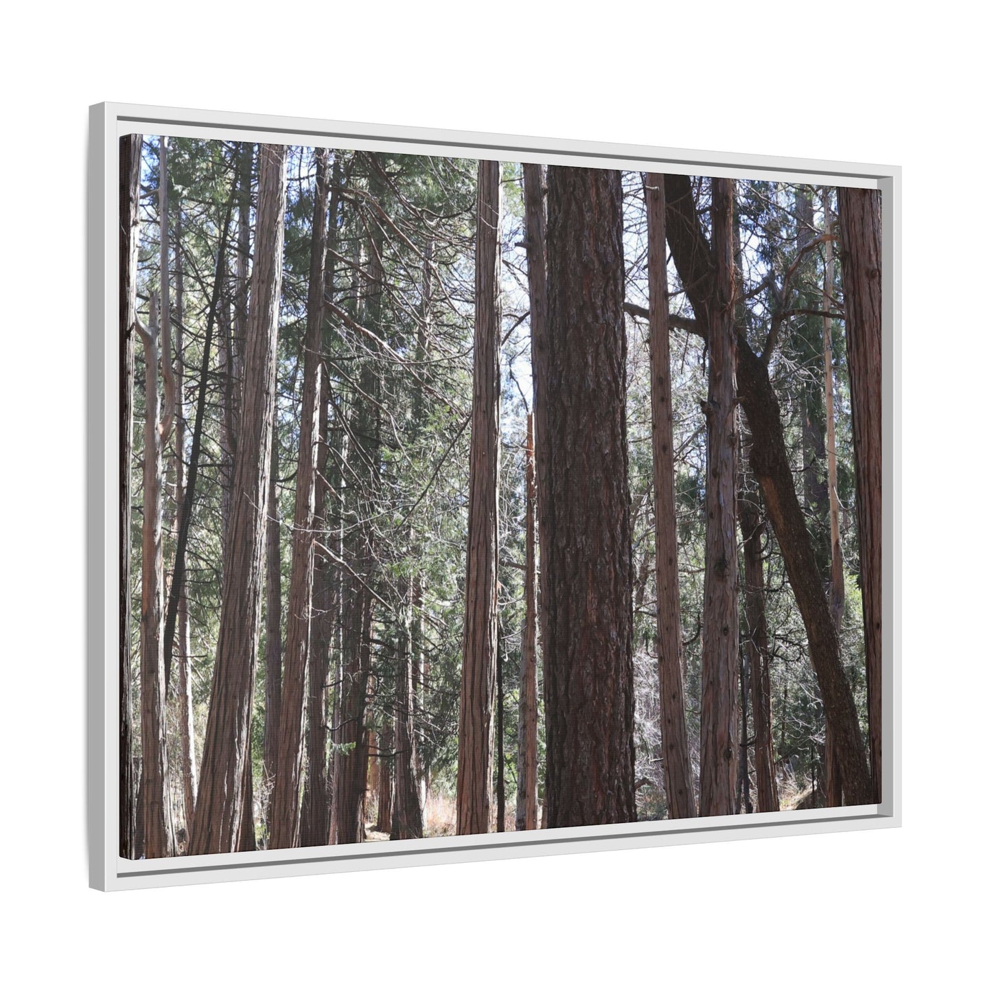 Forest Cathedral - Unique Stretched Canvas Wall Art