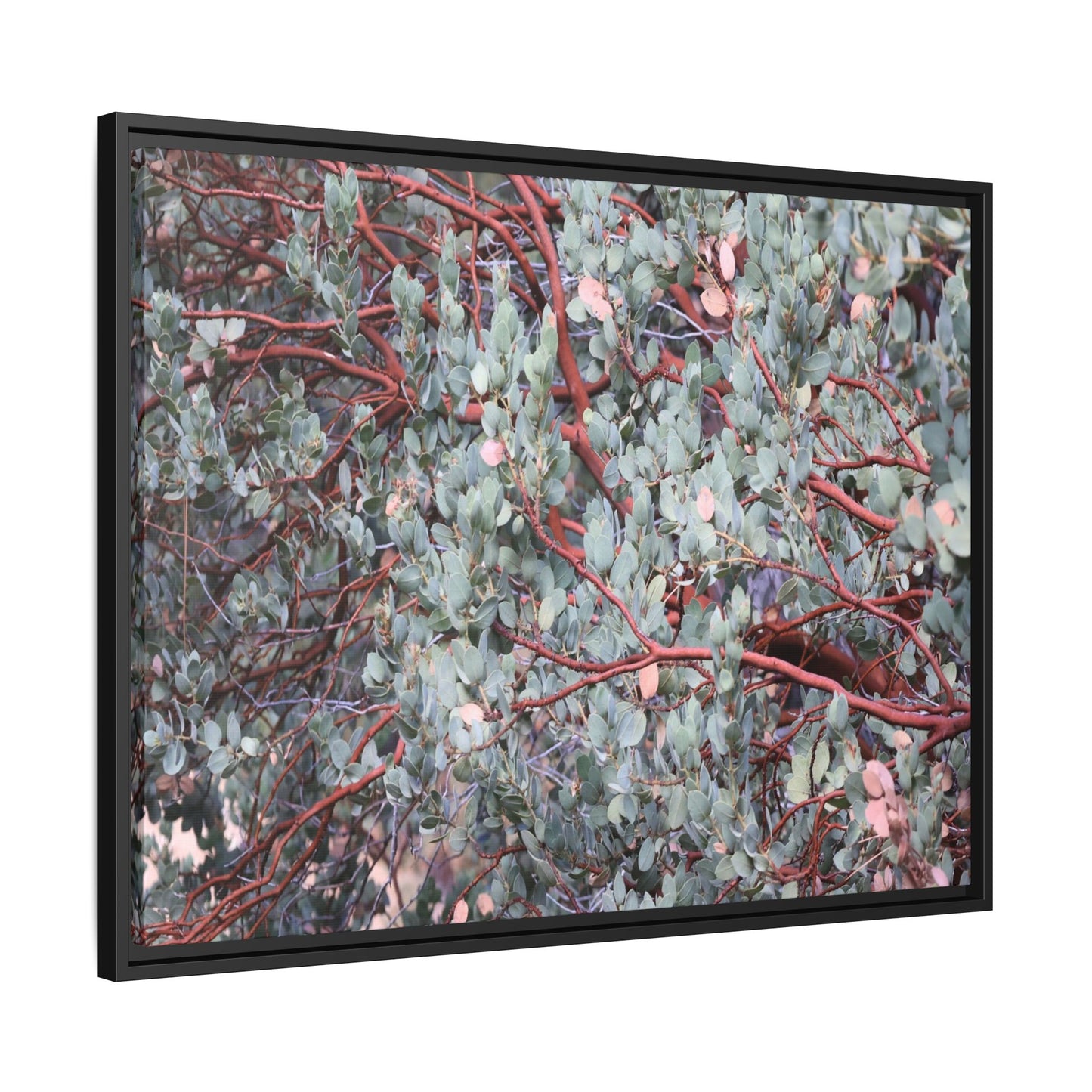 Whispers of Sage - Unique Stretched Canvas Wall Art