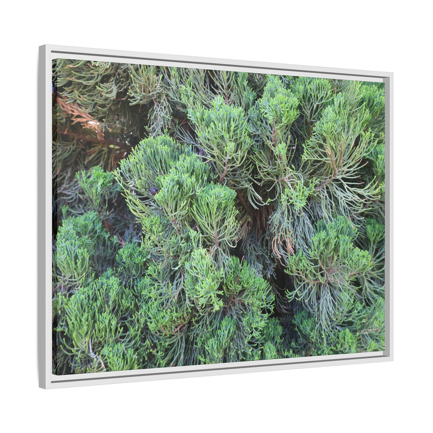 Verdant Whispers - Unique Stretched Canvas Wall Art