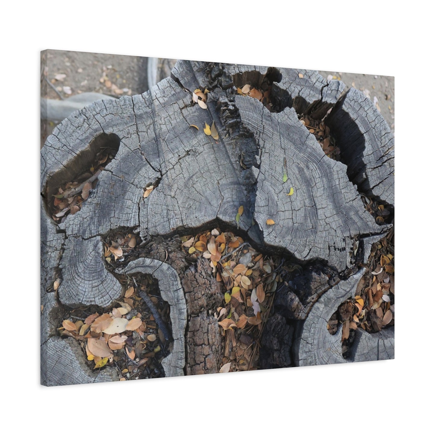 Weathered Woodland Whispers - Unique Frameless Canvas Wall Art