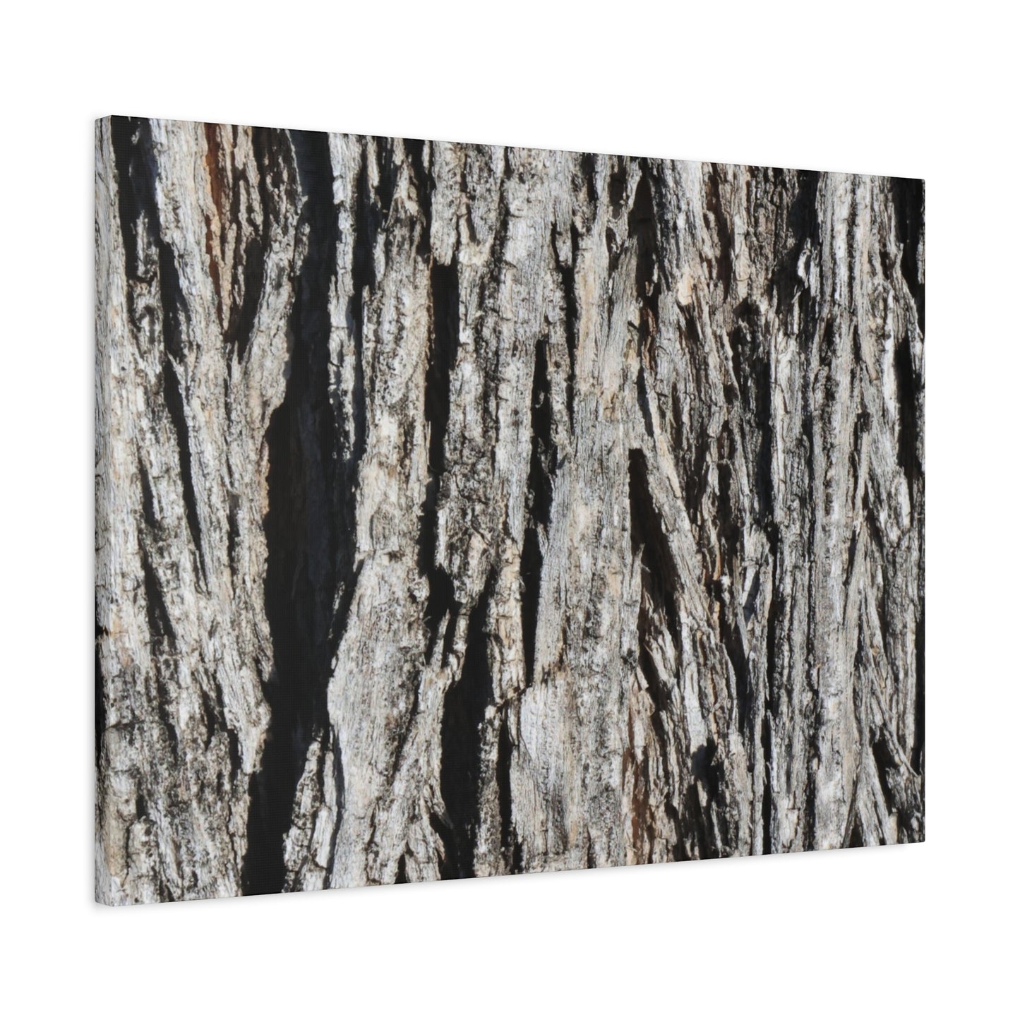Bark Layers in Monochrome - Unique Frameless Canvas Wall Art
