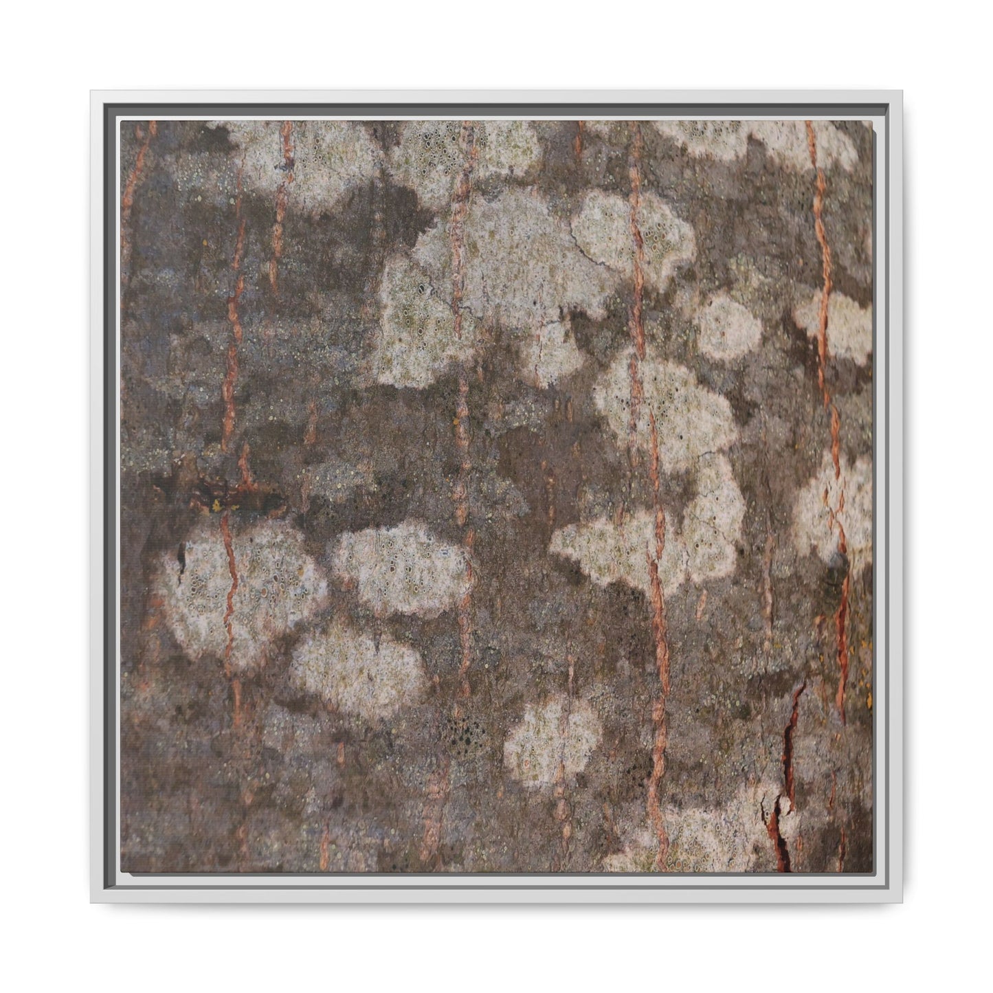 Lichen's Legacy - Unique Stretched Canvas Wall Art