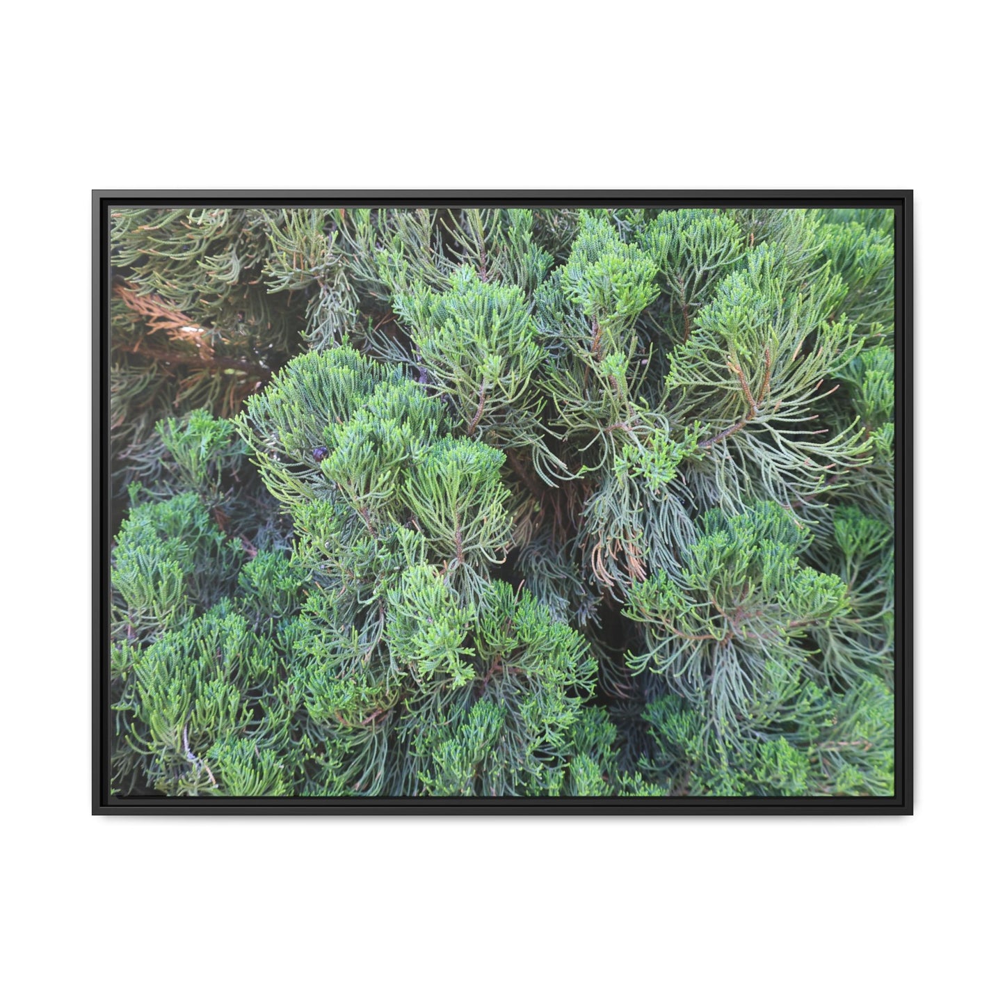 Verdant Whispers - Unique Stretched Canvas Wall Art