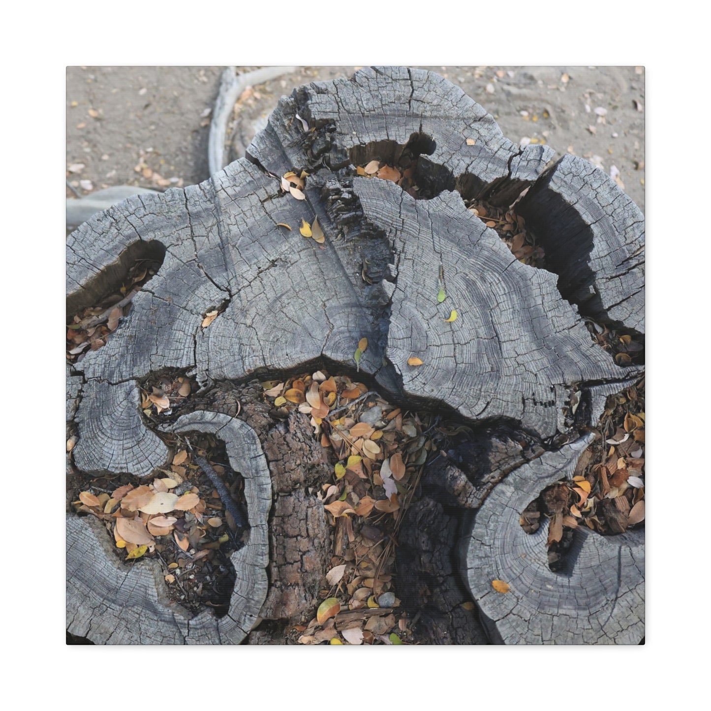 Weathered Woodland Whispers - Unique Frameless Canvas Wall Art