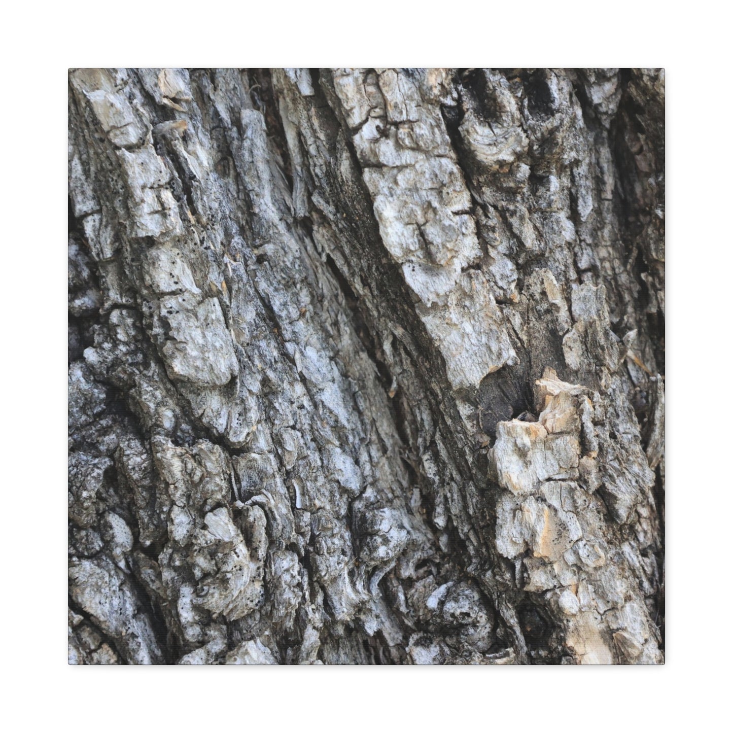 Nature's Rough Embrace - Unique Frameless Canvas Wall Art
