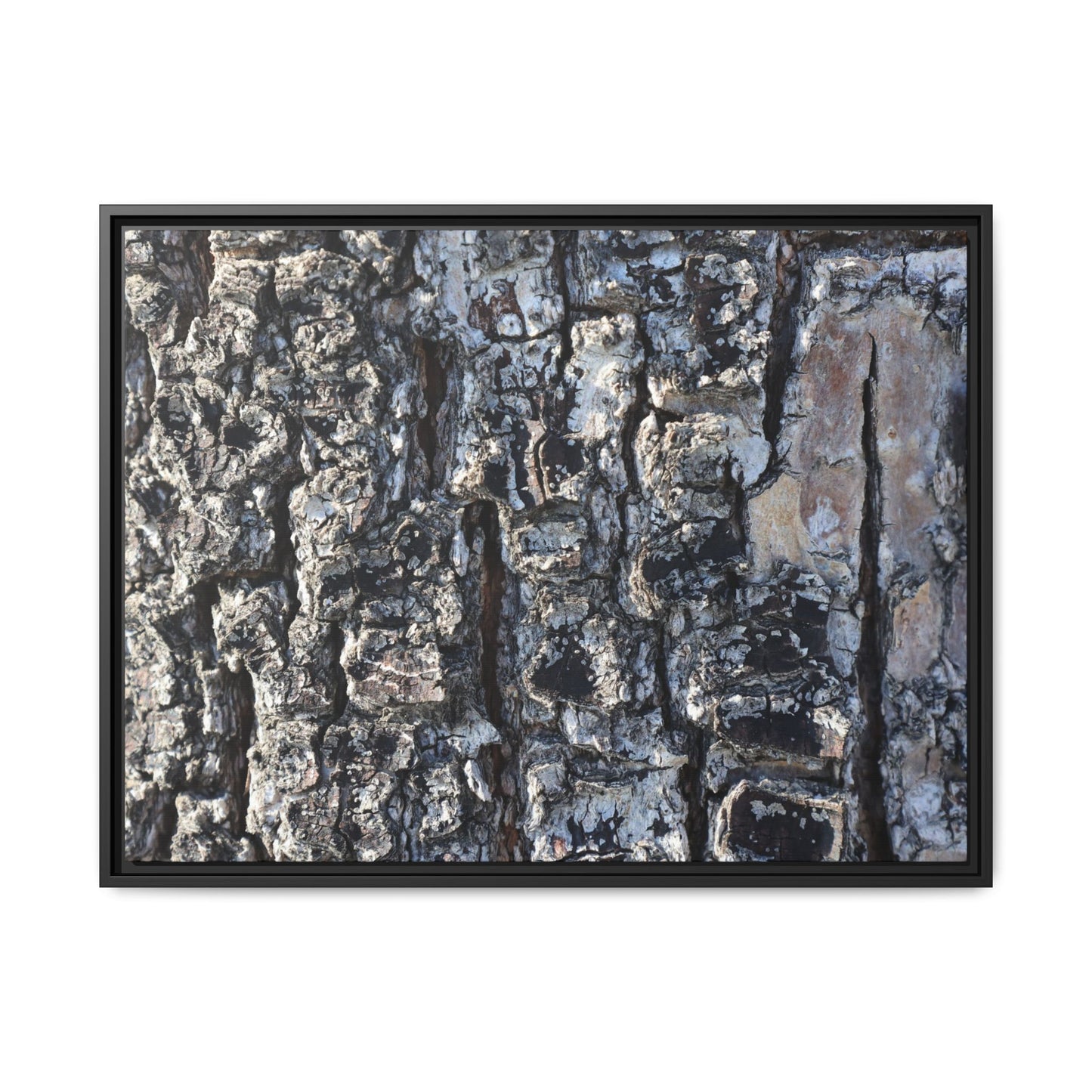 The Bark Chronicles - Unique Stretched Canvas Wall Art