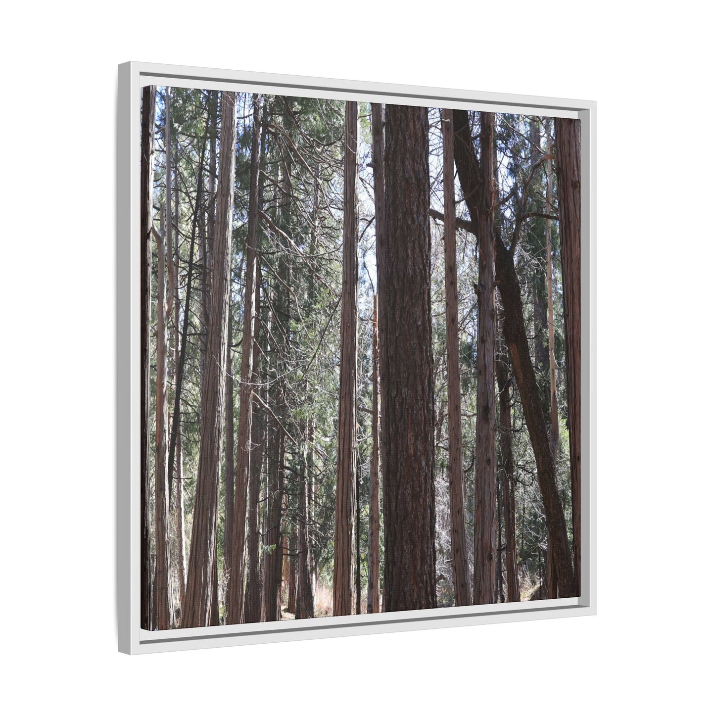 Forest Cathedral - Unique Stretched Canvas Wall Art