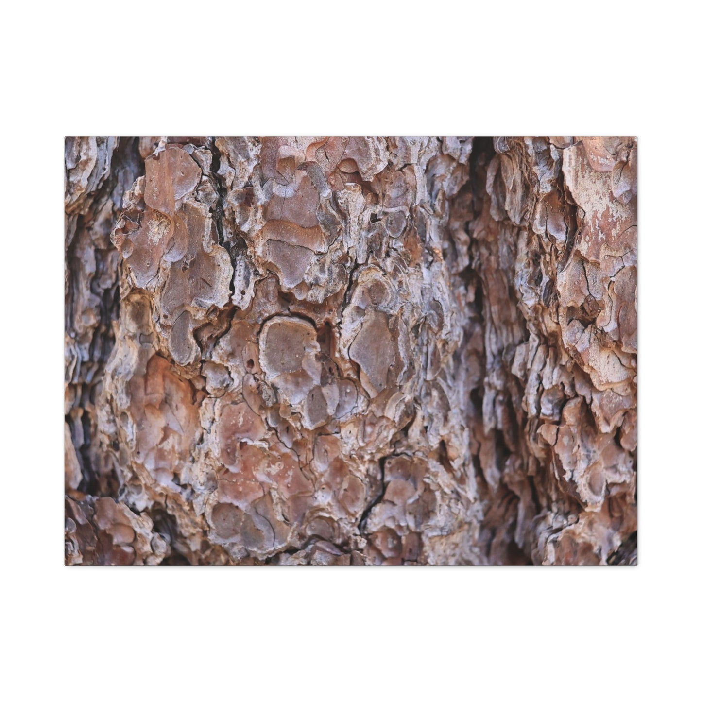 Rugged Bark Landscape - Unique Frameless Canvas Wall Art