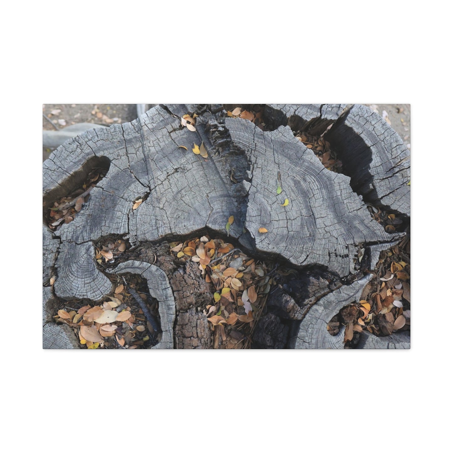 Weathered Woodland Whispers - Unique Frameless Canvas Wall Art