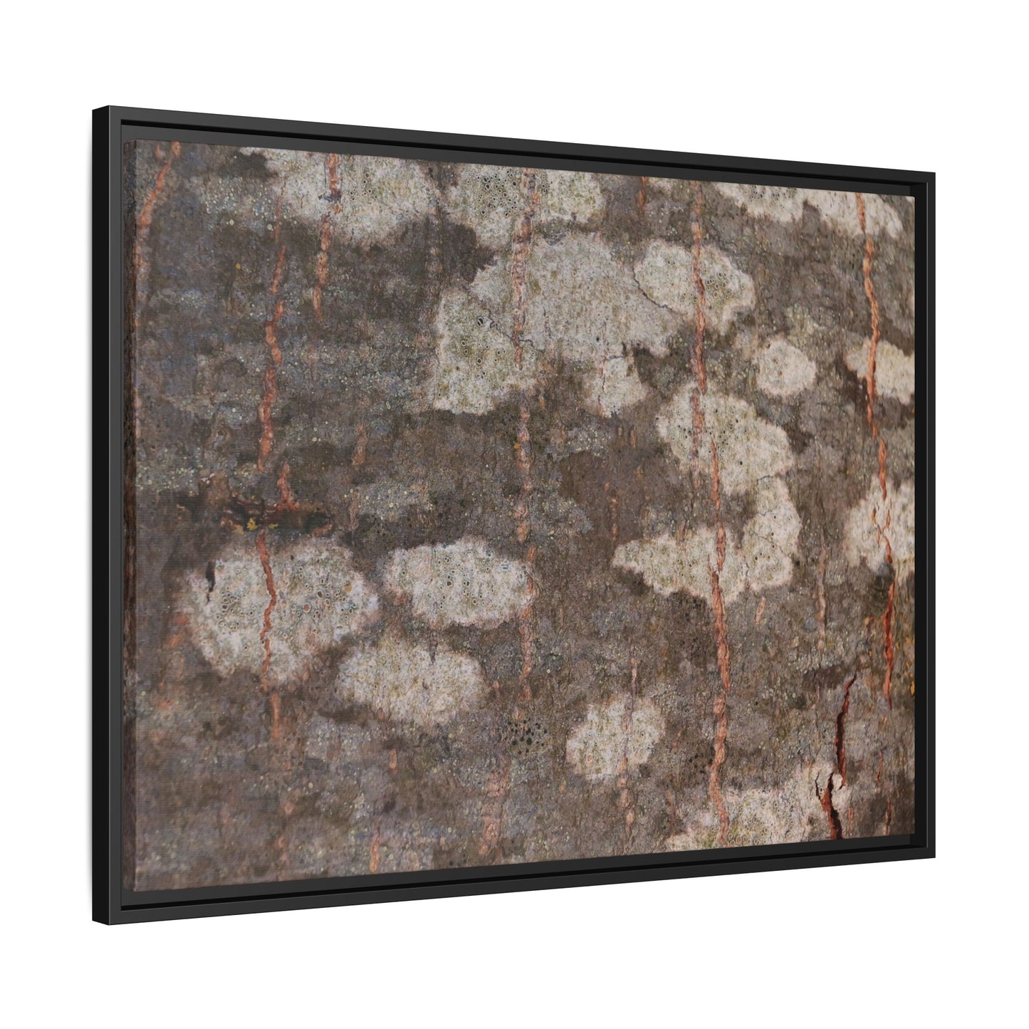 Lichen's Legacy - Unique Stretched Canvas Wall Art