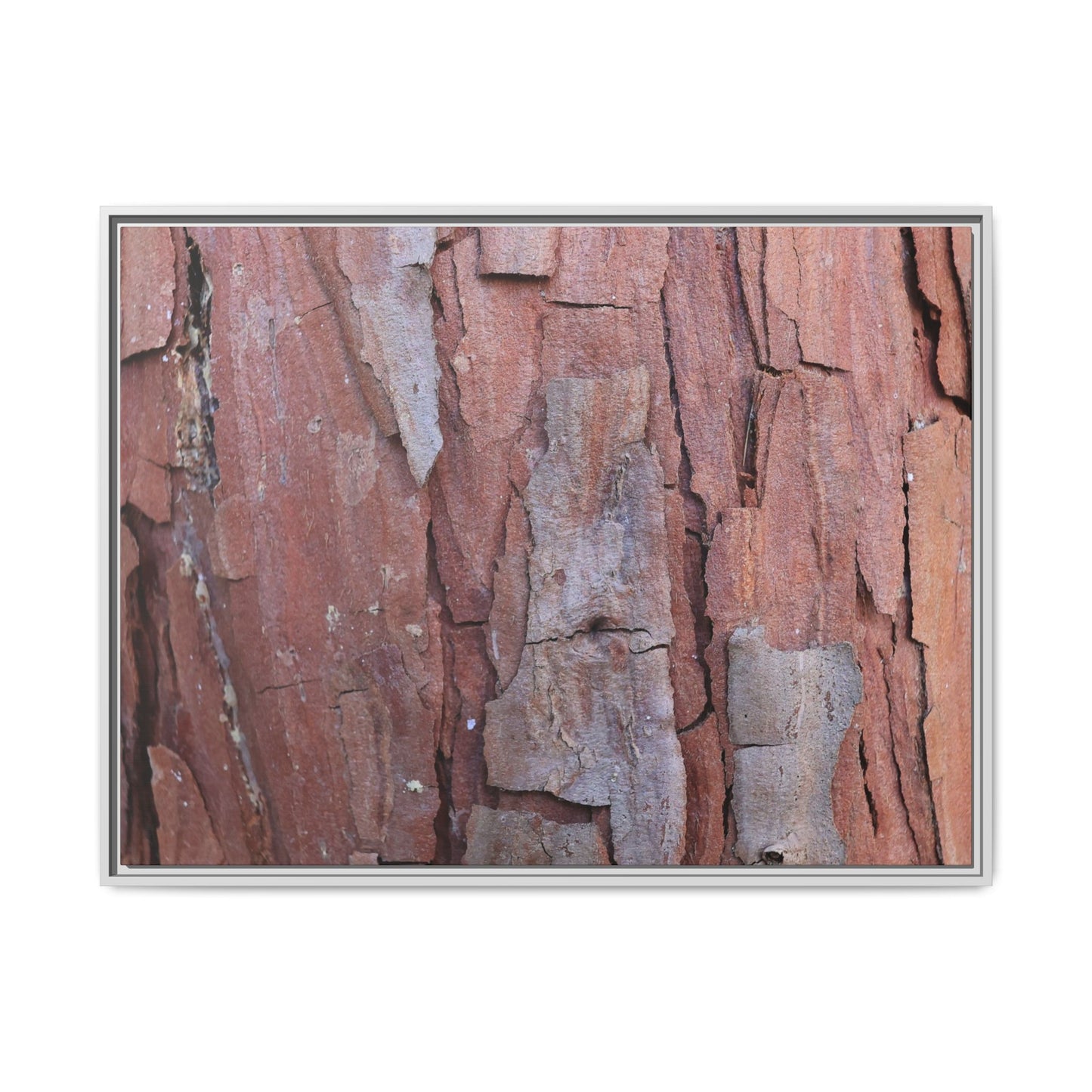 Peeling Bark - Unique Stretched Canvas Wall Art