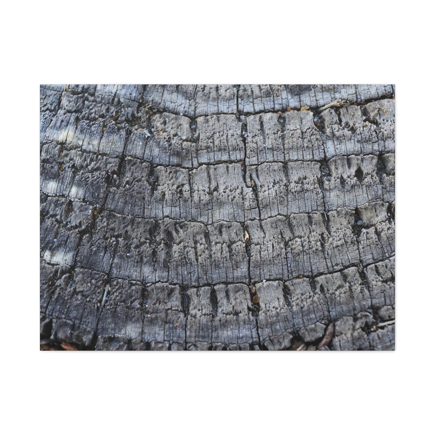 Whispers of Age - Unique Frameless Canvas Wall Art