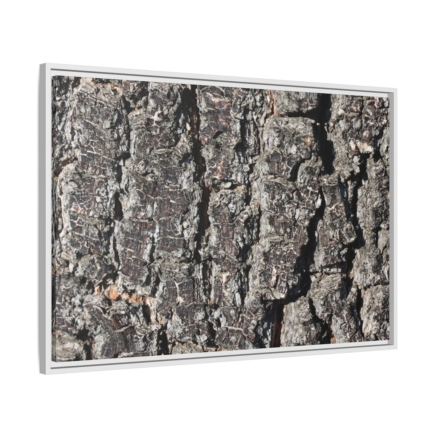 Bark Study in Gray - Unique Stretched Canvas Wall Art