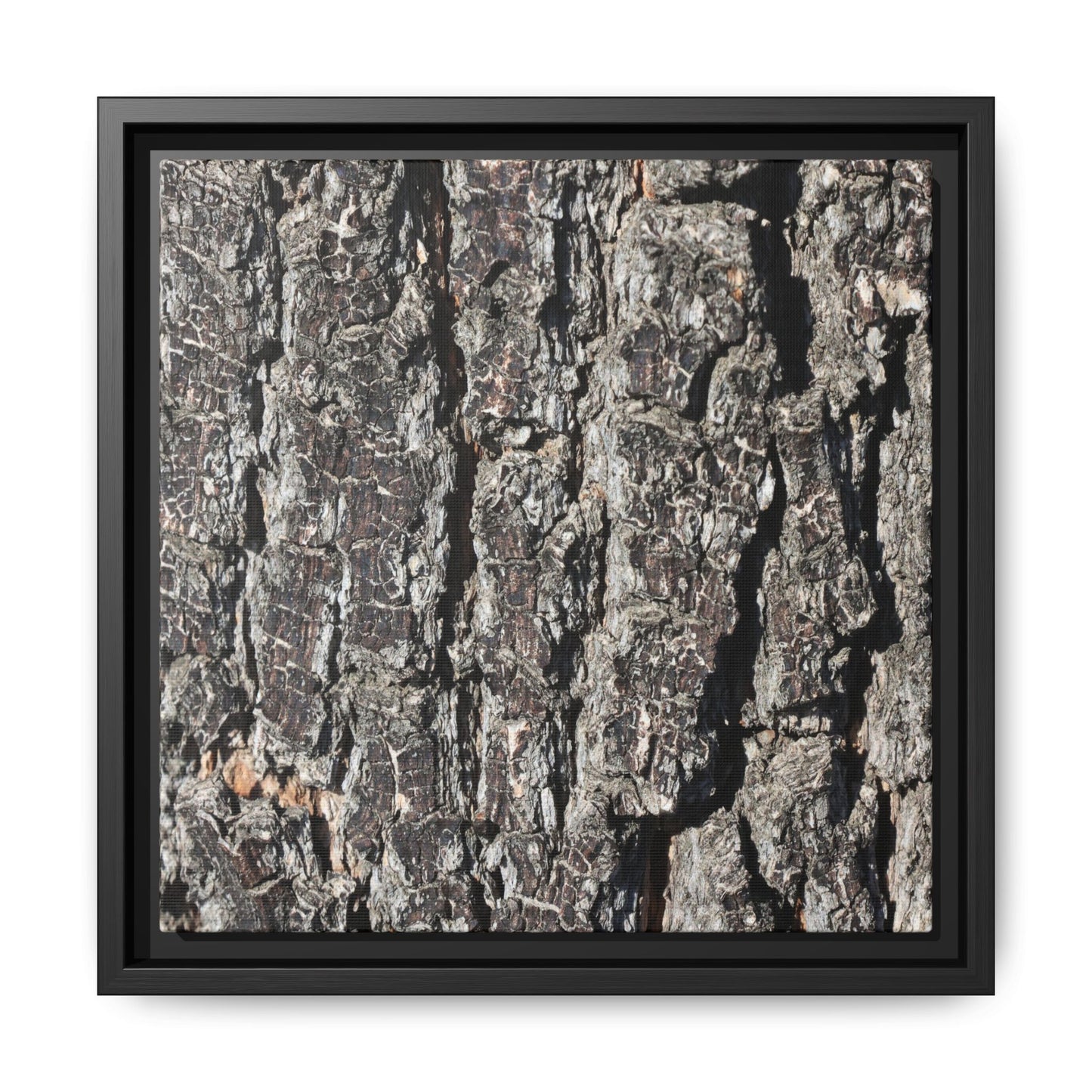 Bark Study in Gray - Unique Stretched Canvas Wall Art