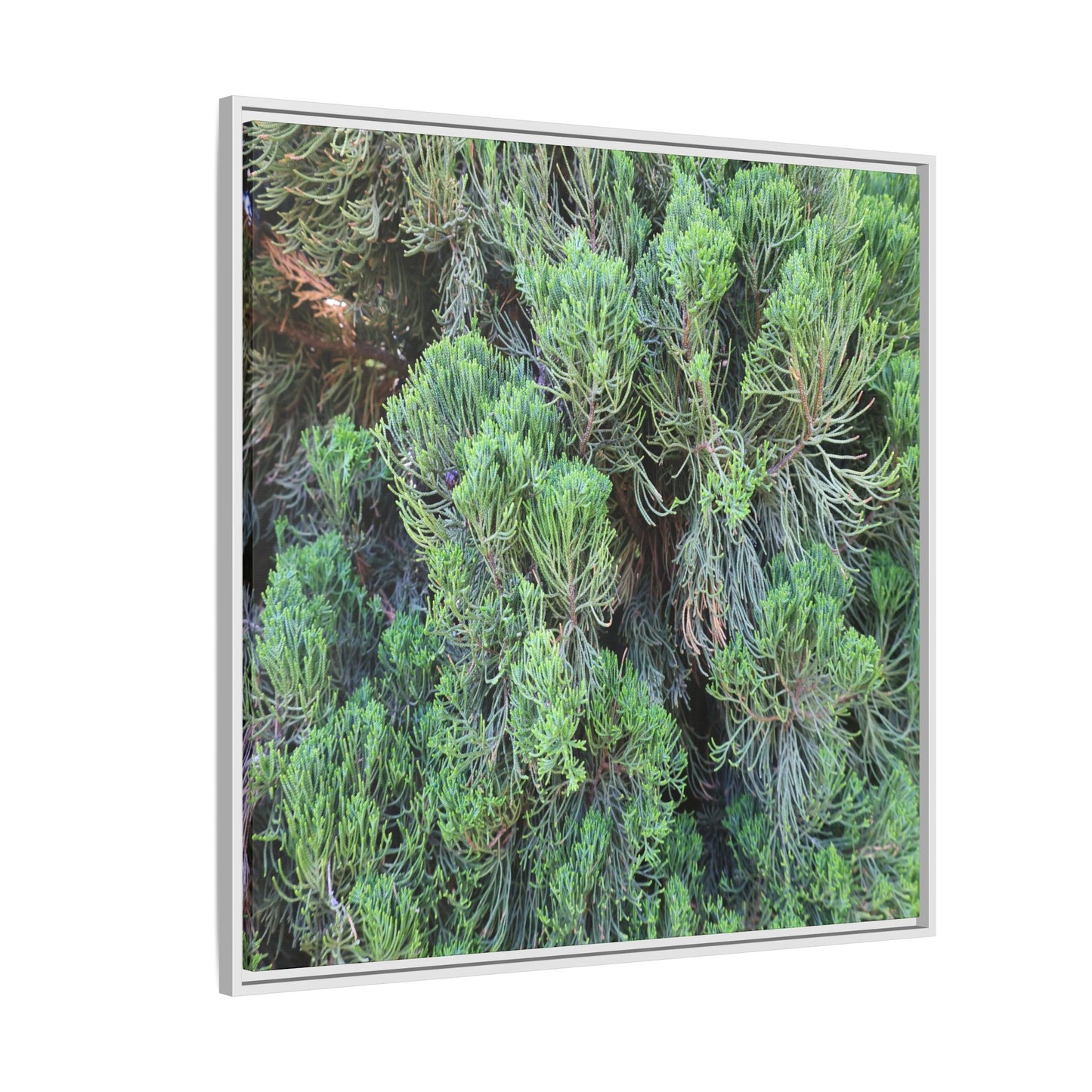 Verdant Whispers - Unique Stretched Canvas Wall Art